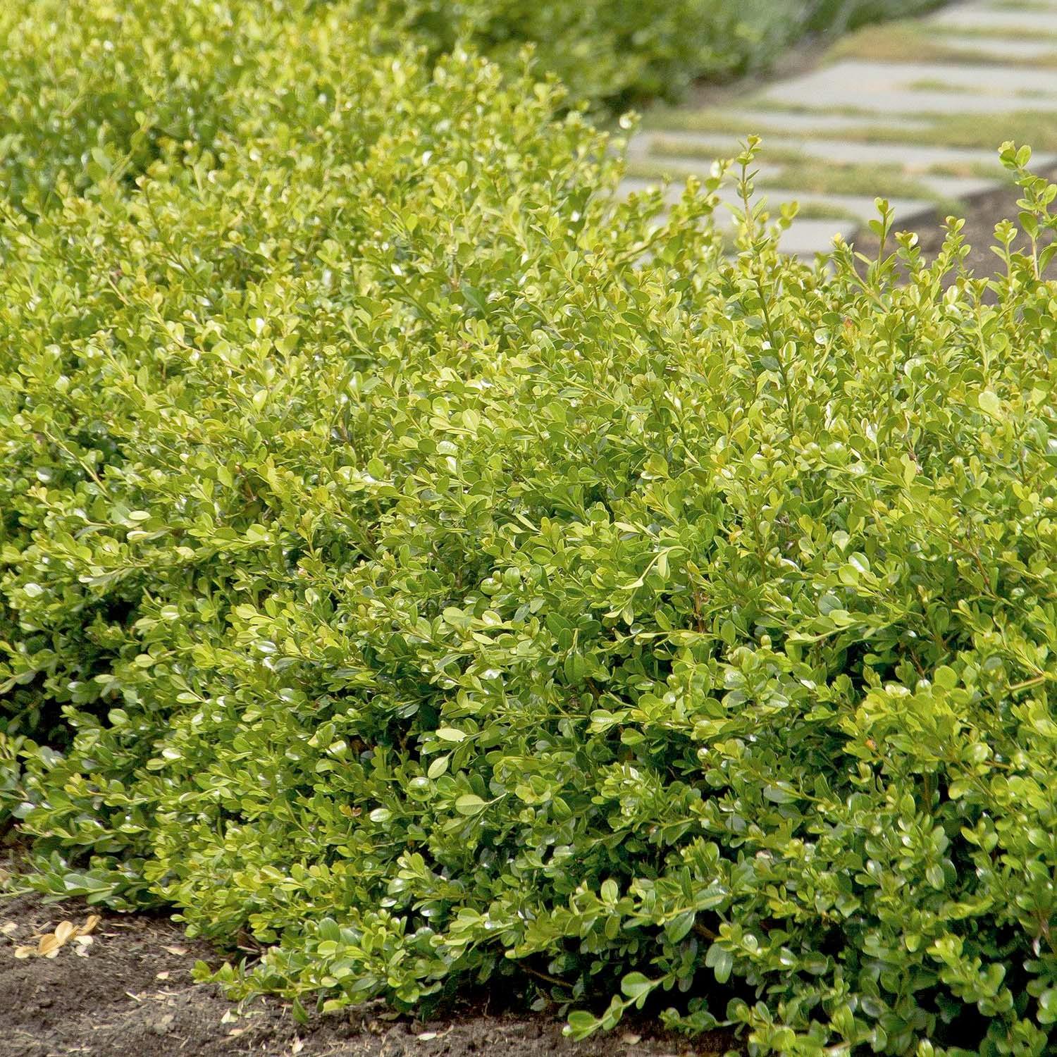 Buxus 'Winter Gem' - Winter Gem Boxwood - 10 Gallon