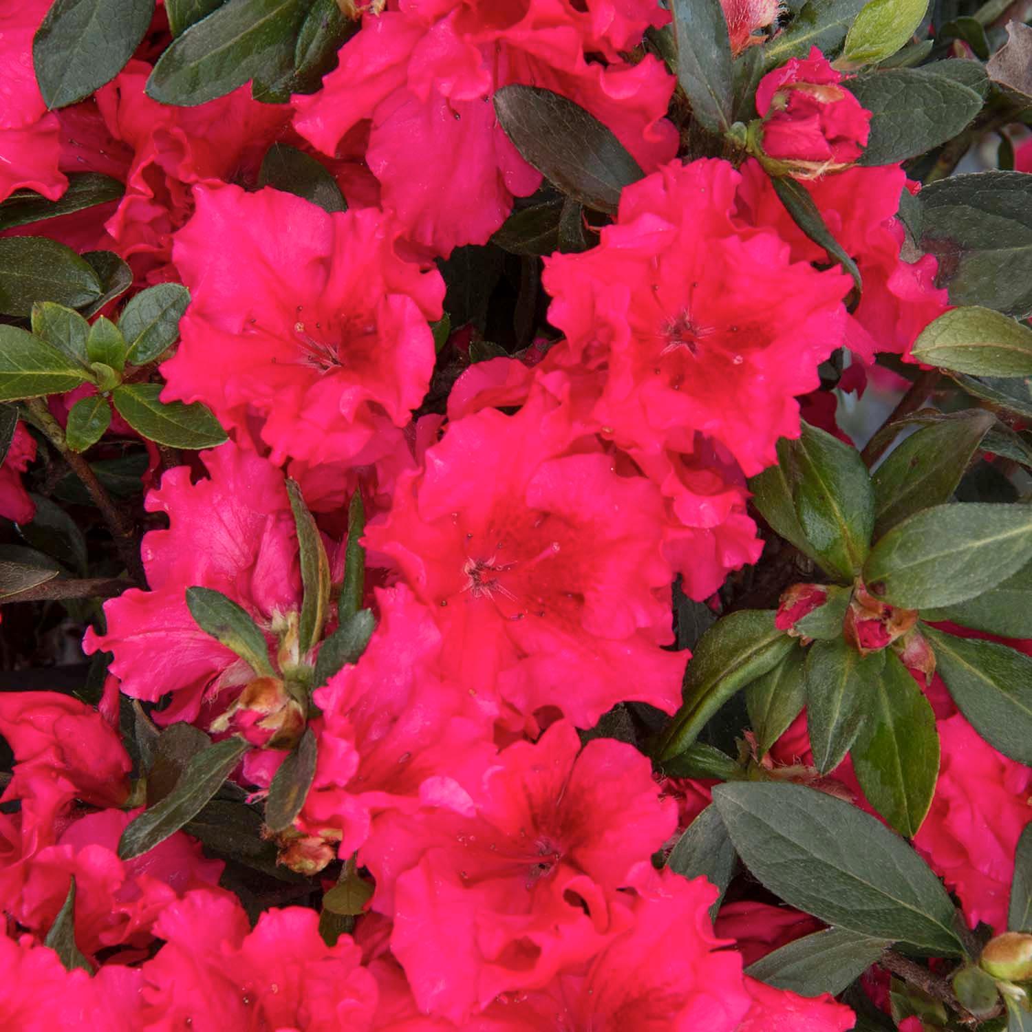 Azalea 'Red Ruffles' - Red Ruffles Azalea - 5 Gallon