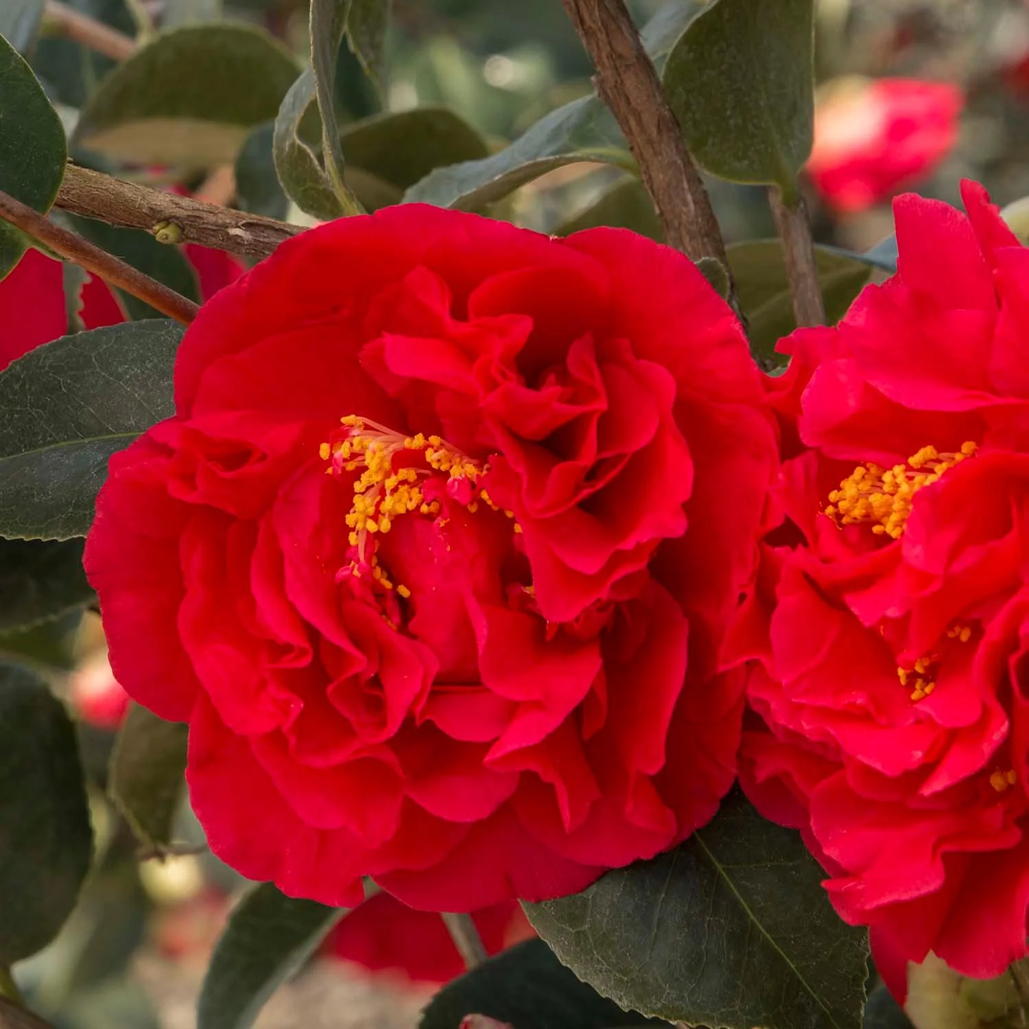 Camellia 'Kramer'S Supreme' - Kramer's Supreme Camellia - 5 Gallon