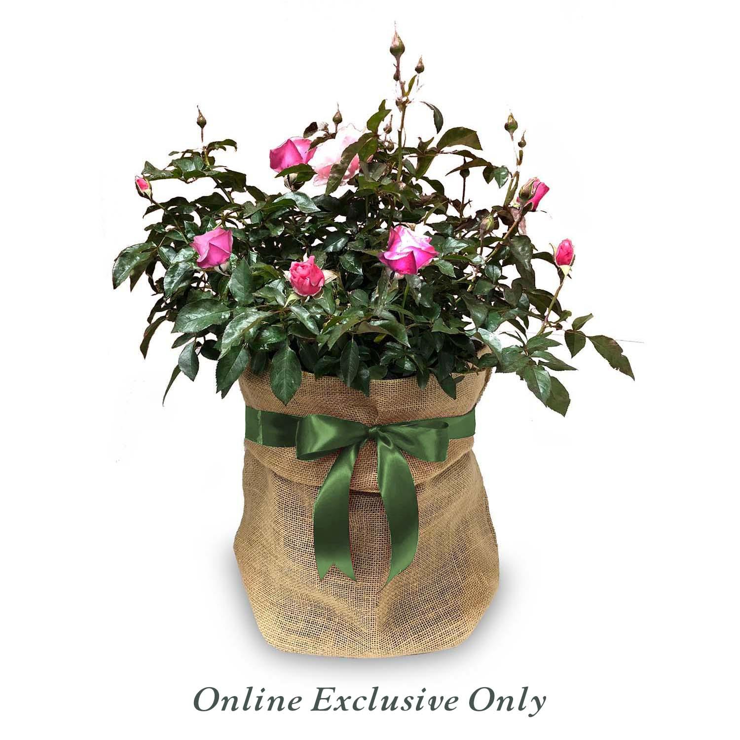 Flower Carpet FC Scarlet® PP - 5 Gallon - Image 3