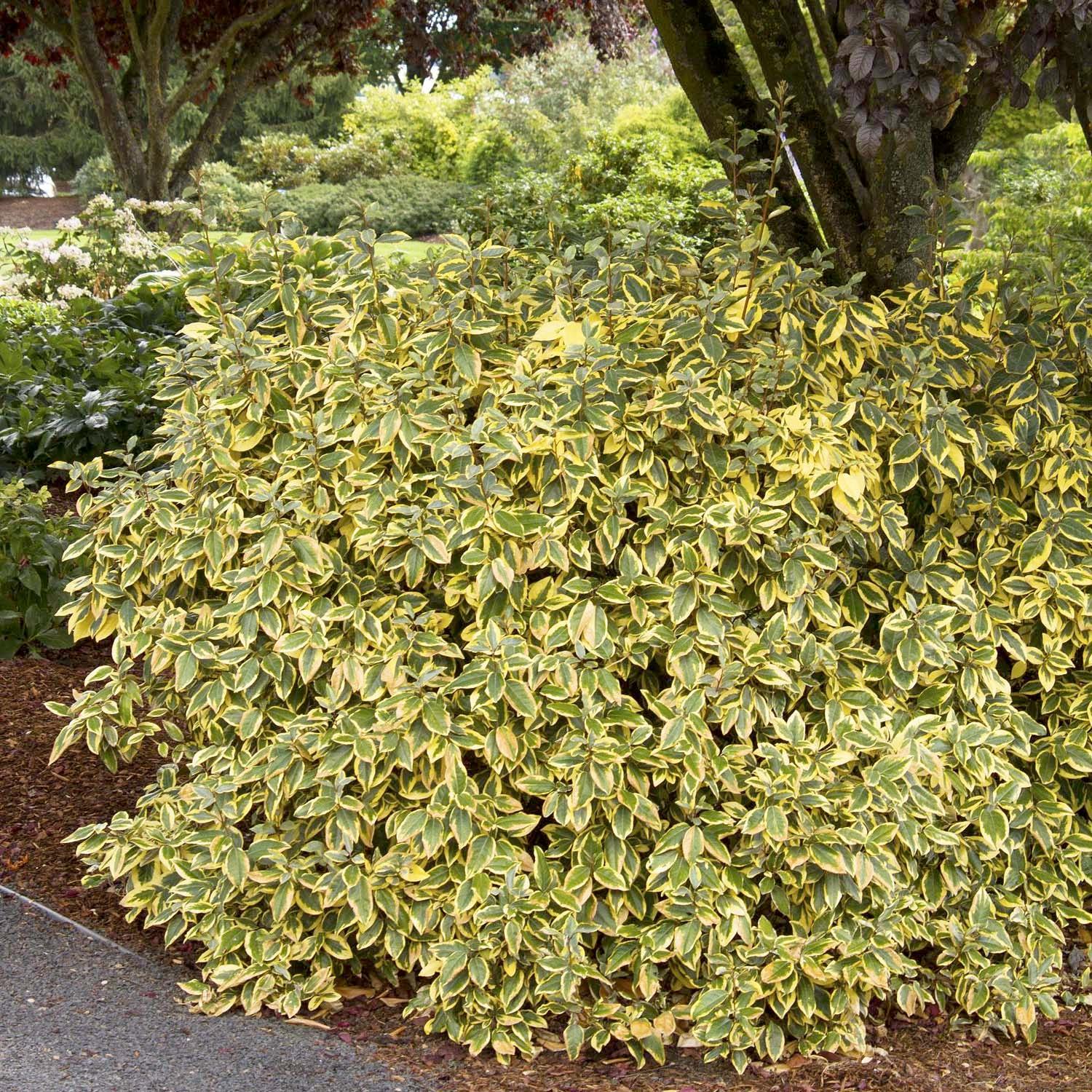 Elaeagnus ebbingei 'Gilt Edge' - Gilt Edge Silverberry - 5 Gallon