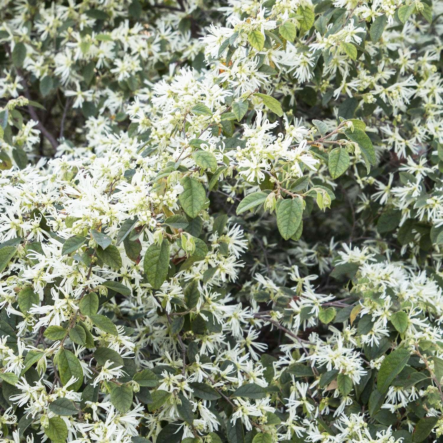 Loropetalum 'Snow Panda' - Snow Panda Fringe Flower - 5 Gallon