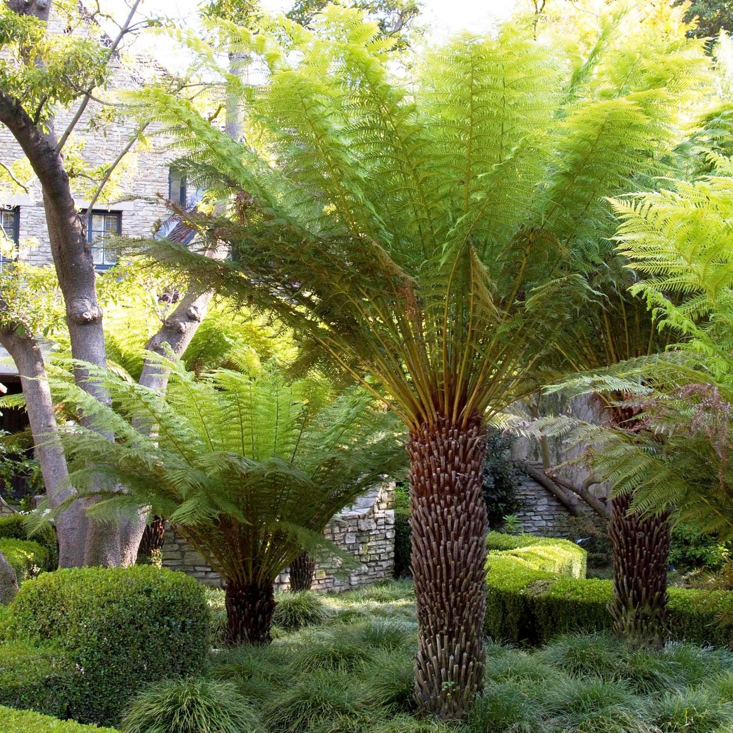 Dicksonia antarctica - Tasmanian Tree Fern - 5 Gallon