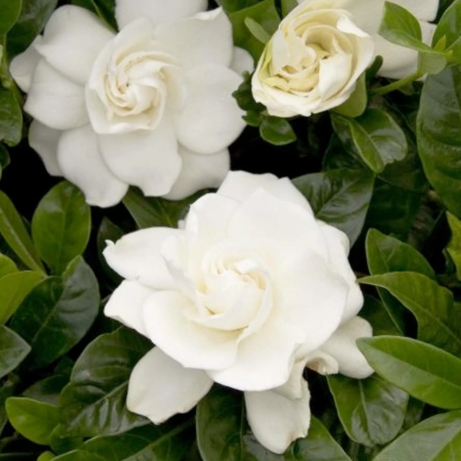 Gardenia 'First Love'® - First Love Gardenia (Grafted) - 5 Gallon