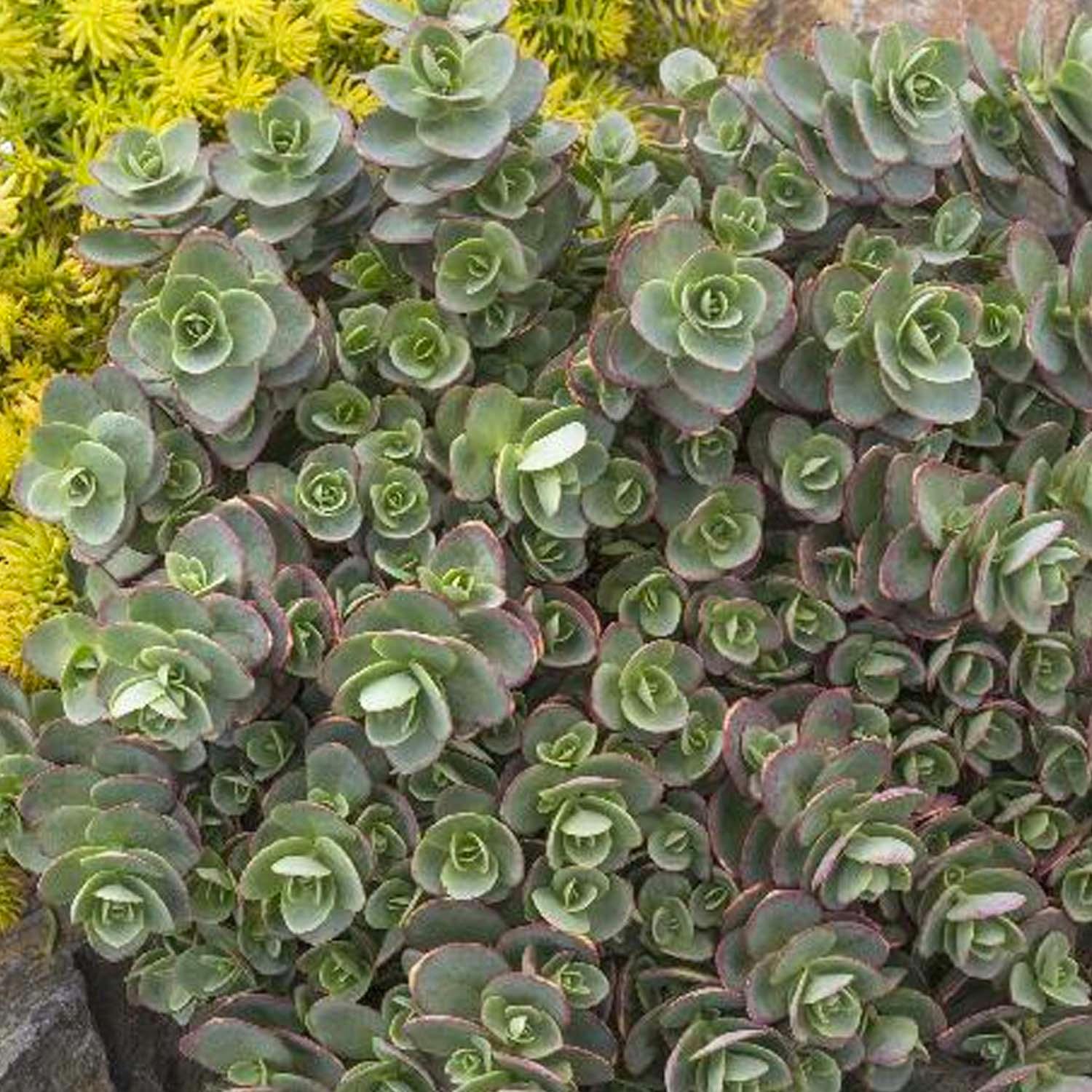 Sedum 'Sparkler Lime Zinger'® PP - Lime Zinger Stonecrop - 1 Gallon