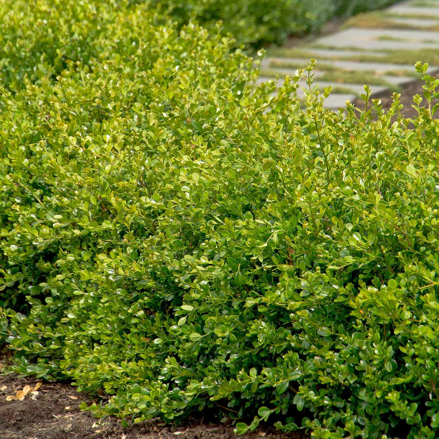 Buxus 'Winter Gem' - Winter Gem Boxwood - 2 Gallon Globe