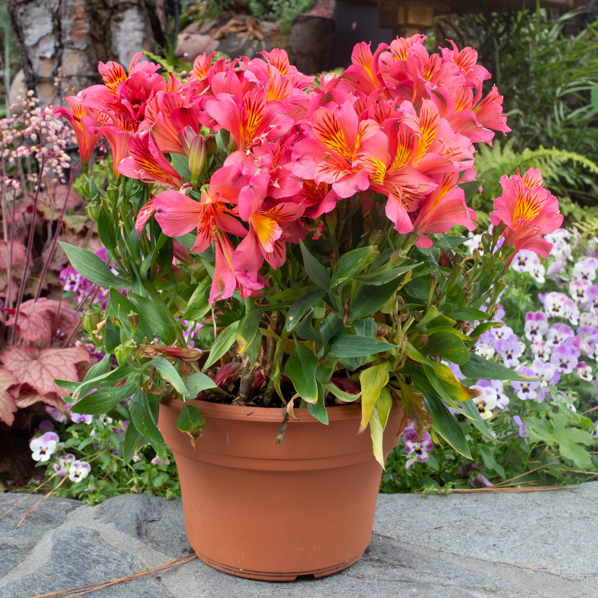 Alstromeria 'Eliana'® PPAF - Colorita Eliane Orange Peruvian Lily - 2 Gallon - Image 2
