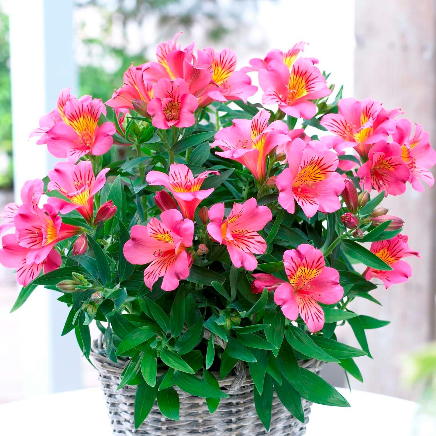 Alstromeria 'Eliana'® PPAF - Colorita Eliane Orange Peruvian Lily - 2 Gallon - Image 3