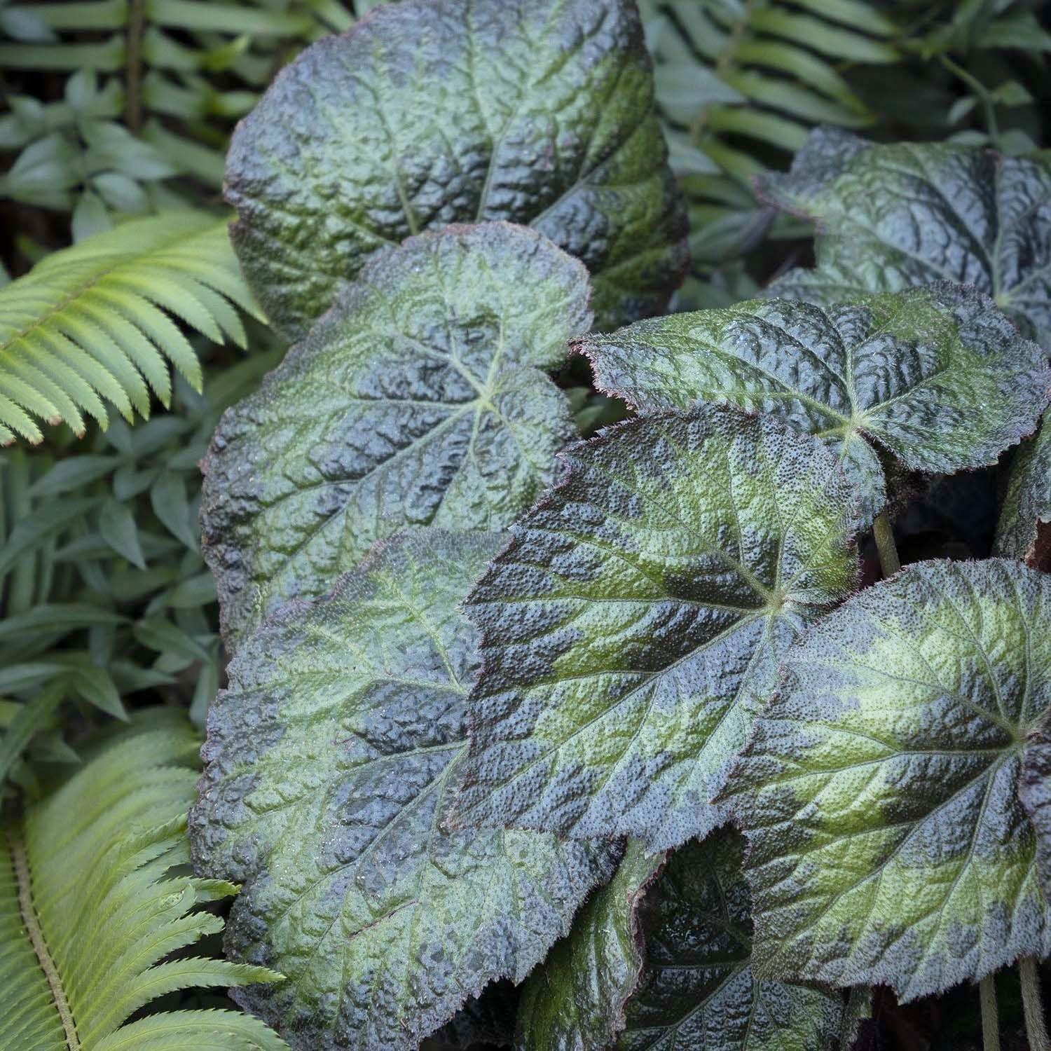 Begonia 'Pangea'â„¢ - Tectonic Pangea Begonia - 1 Gallon