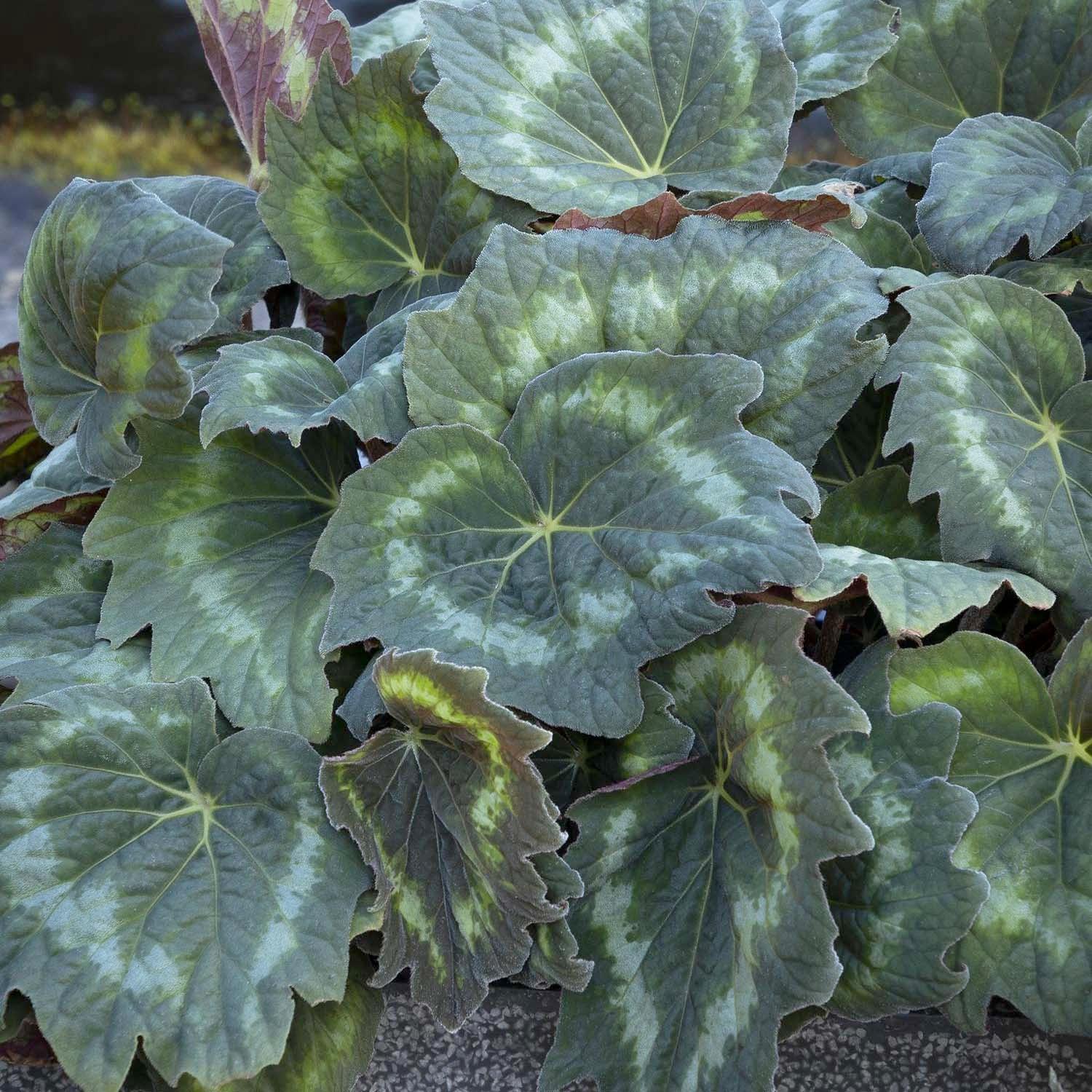 Begonia 'Astroid'â„¢ - Tectonic Asteroid Begonia - 1 Gallon