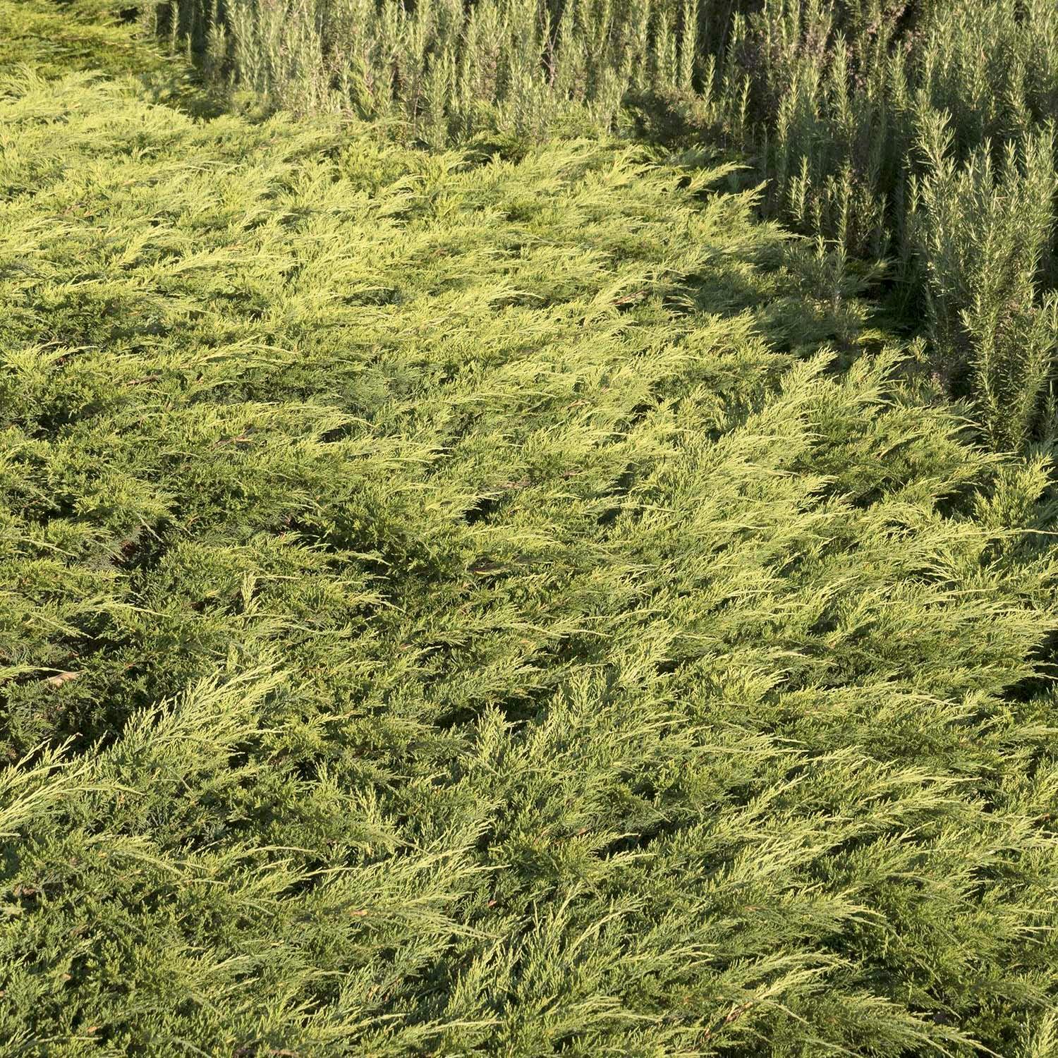 Juniperus s. 'Calgary Carpet'® - Calgary Carpet Juniper - 5 Gallon