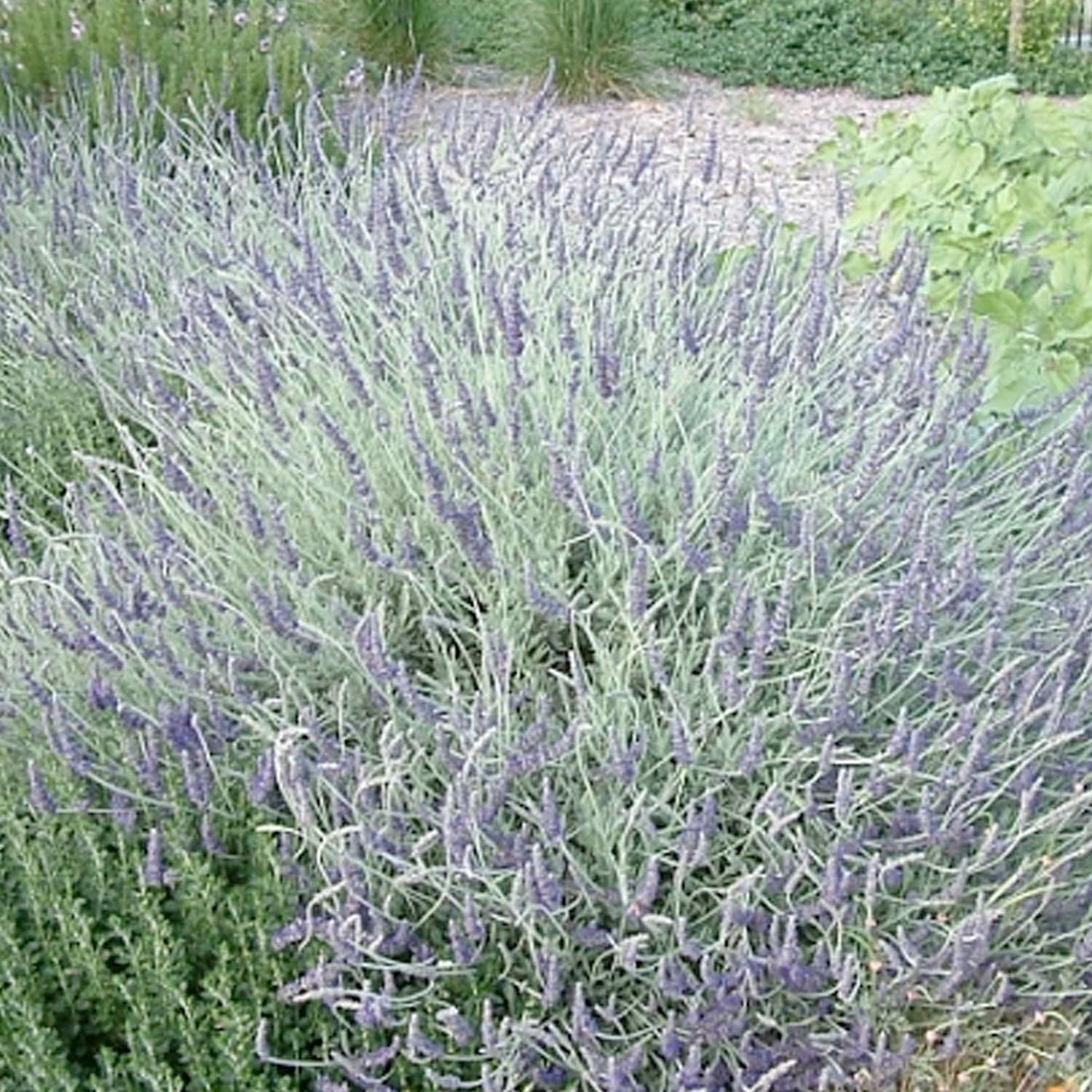Lavandula 'Goodwin Creek Gray' - Goodwin Creek Gray Lavender - 1 Gallon