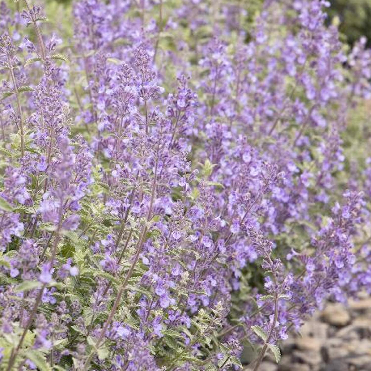 Nepeta 'Walker's Low' - Walker's Low Catmint - 1 Gallon