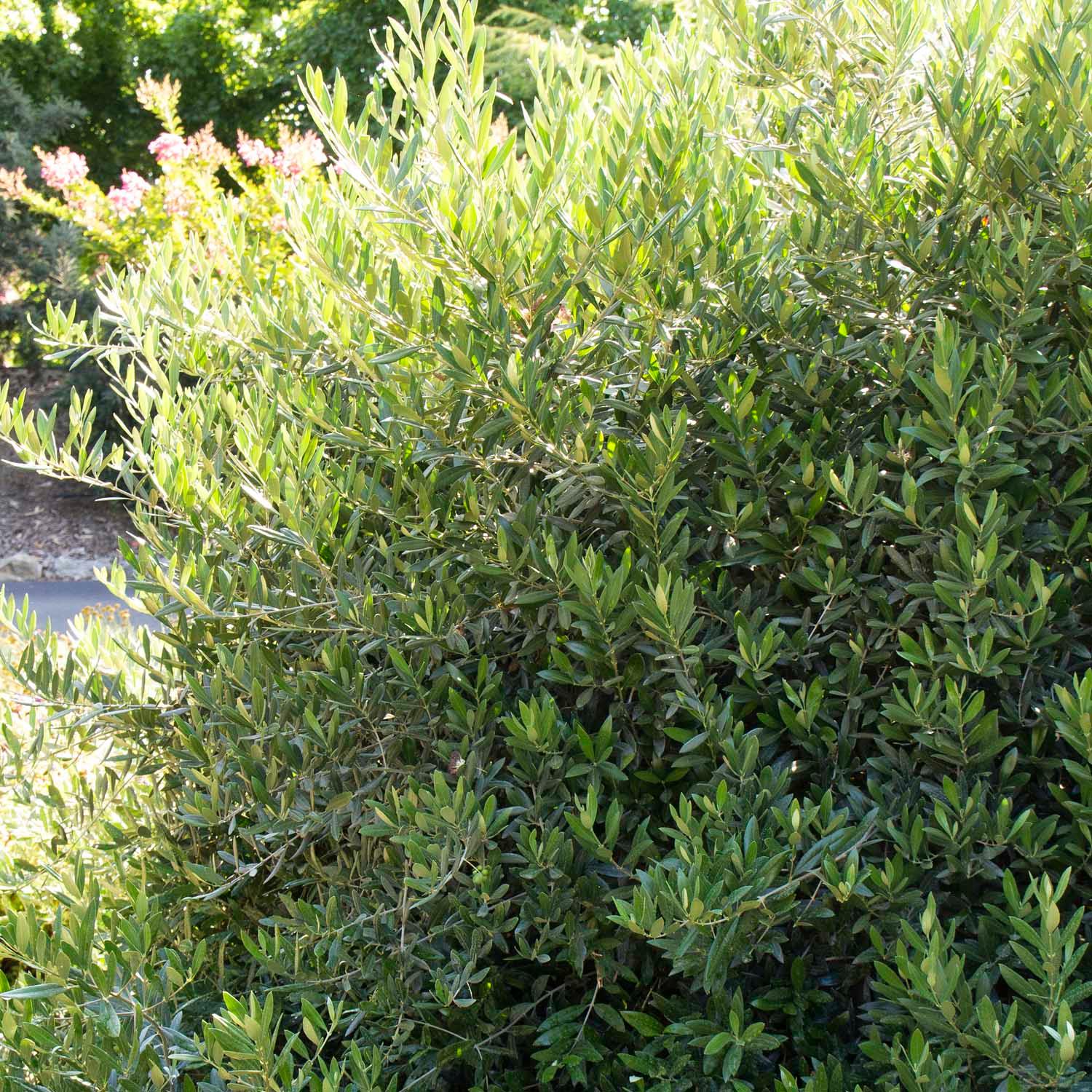 Olea europaea 'Little Ollie'® - Little Ollie Dwarf Olive - 5 Gallon