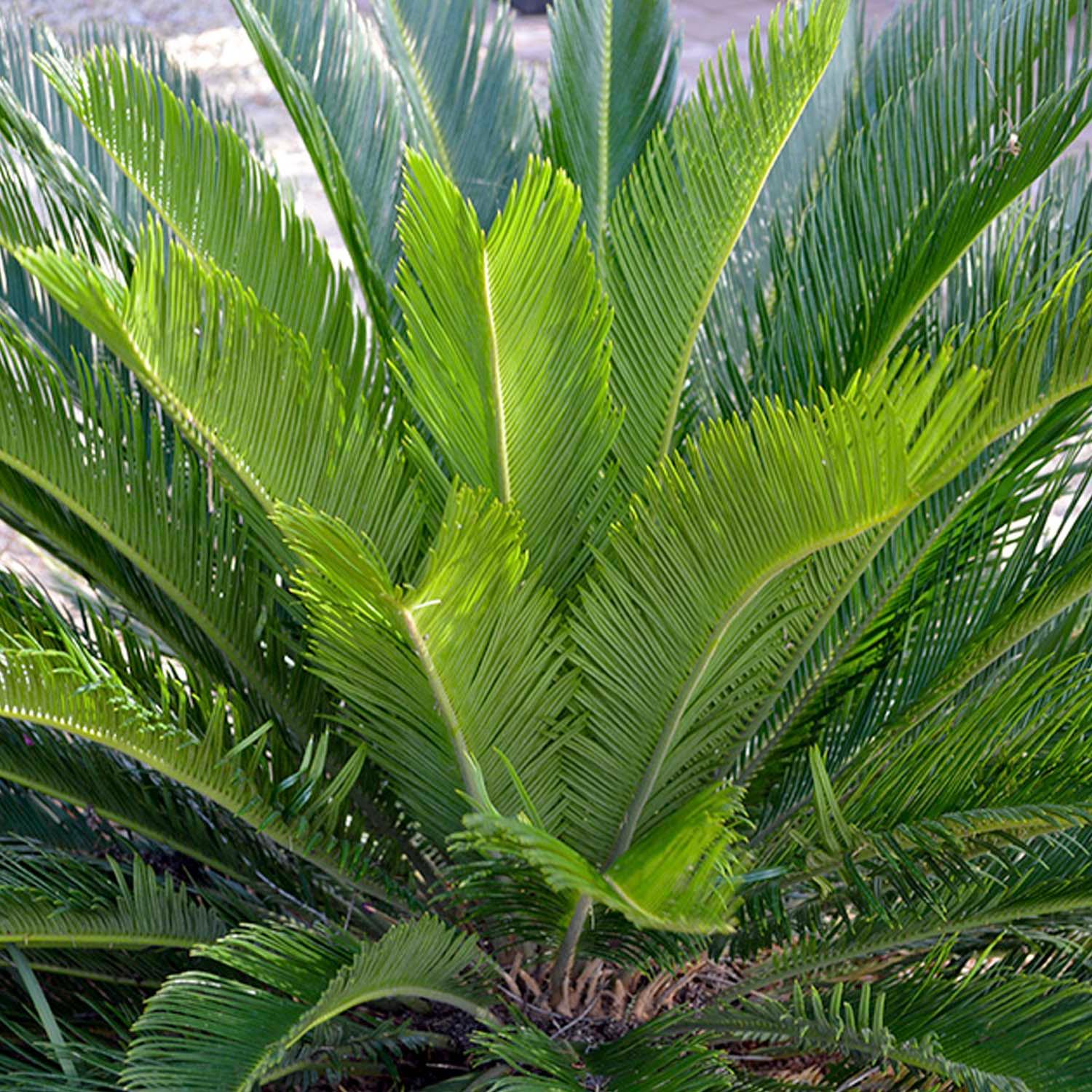 Cycas revoluta - Sago Palm - 2 Gallon