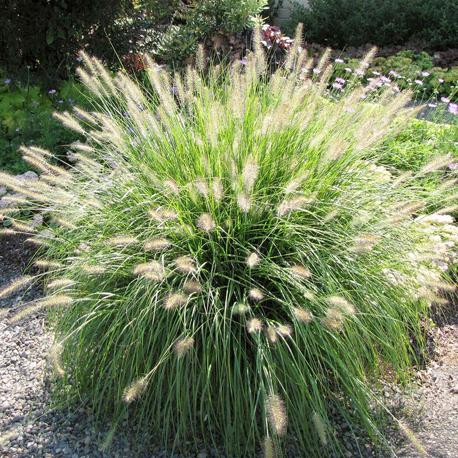 Pennisetum 'Hameln' - Dwarf Fountain Grass - 2 Gallon