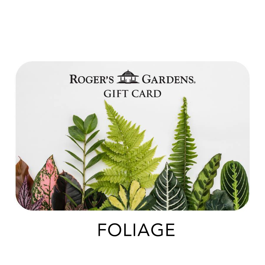 100 Dollar Gift Card - Image 2