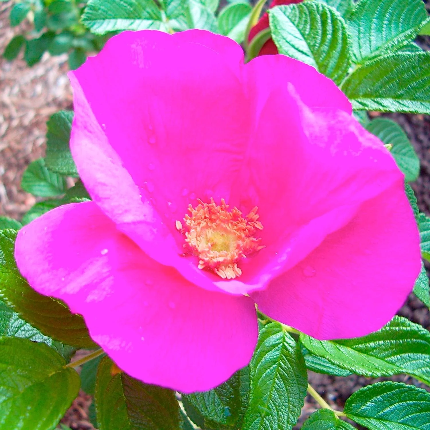 Rosa Rugosa - 5 Gallon