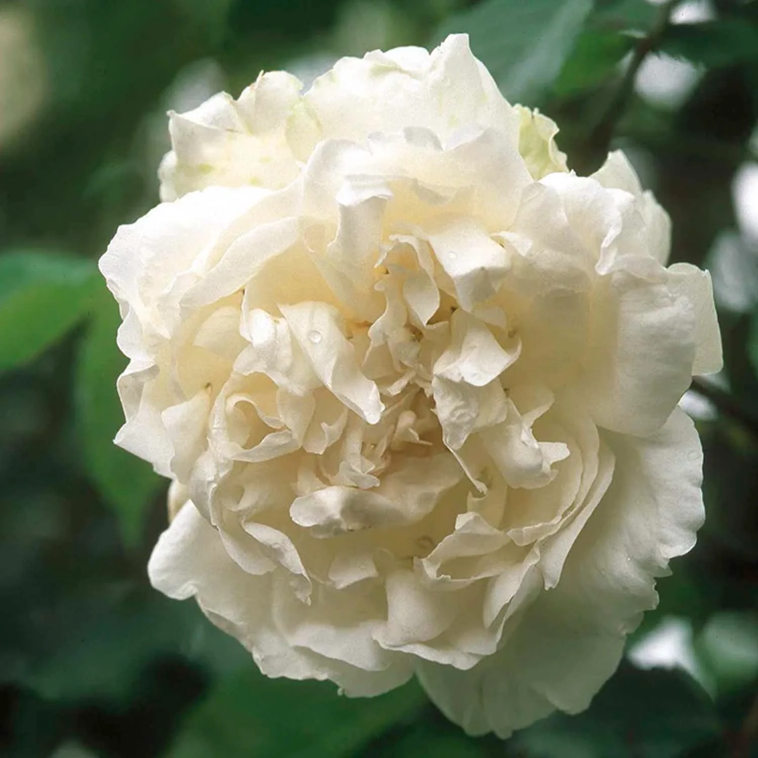 Madame Alfred Carriere - 5 Gallon