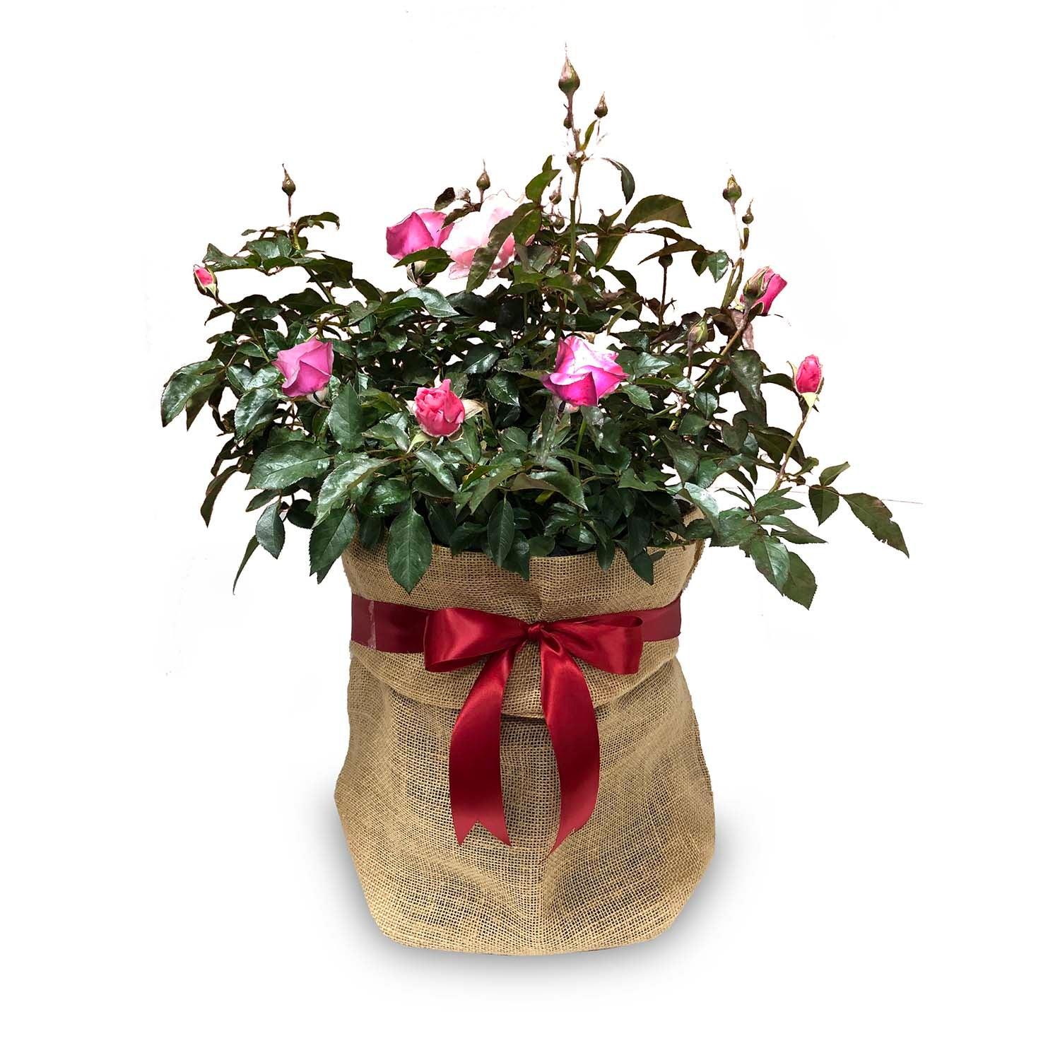 Mon Cheri - 5 Gallon - Image 3