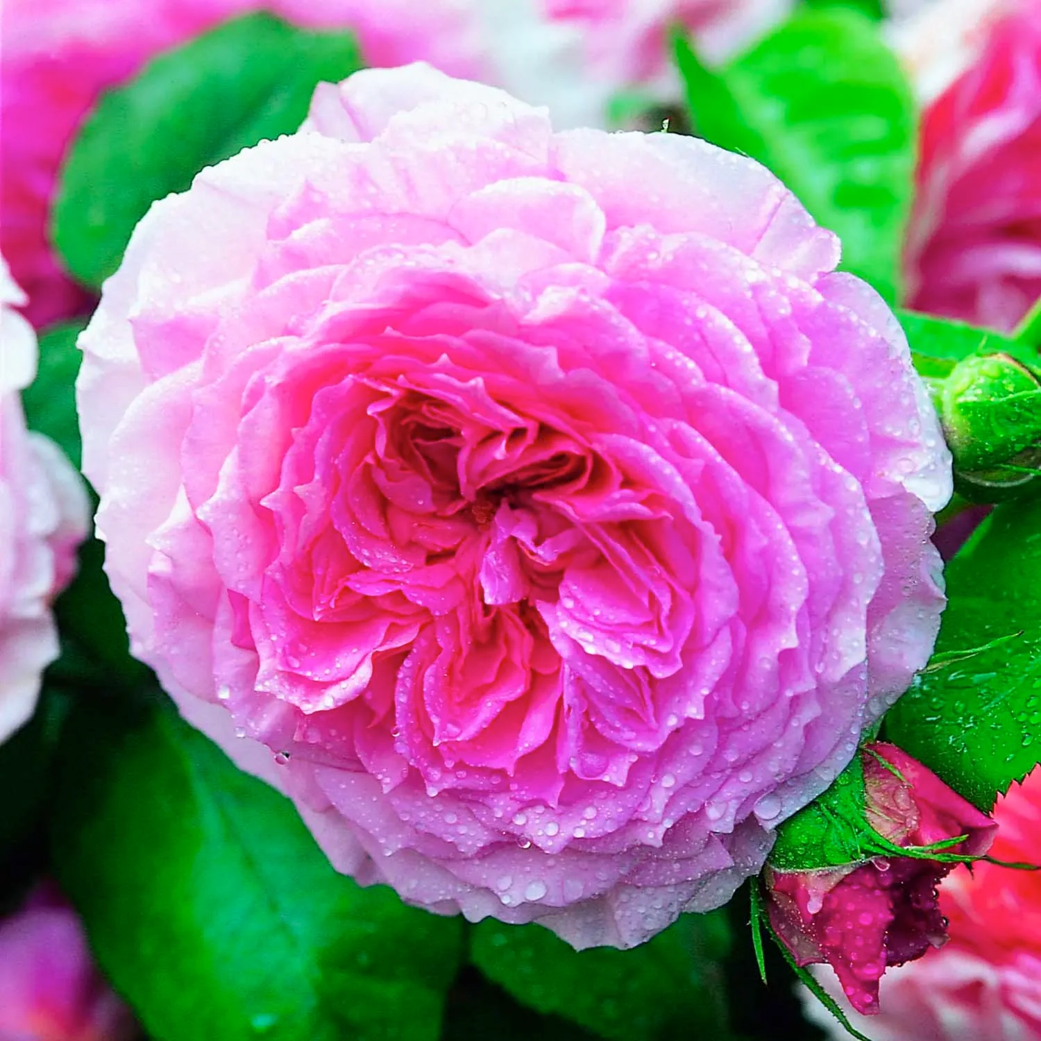 James Galway - 5 Gallon