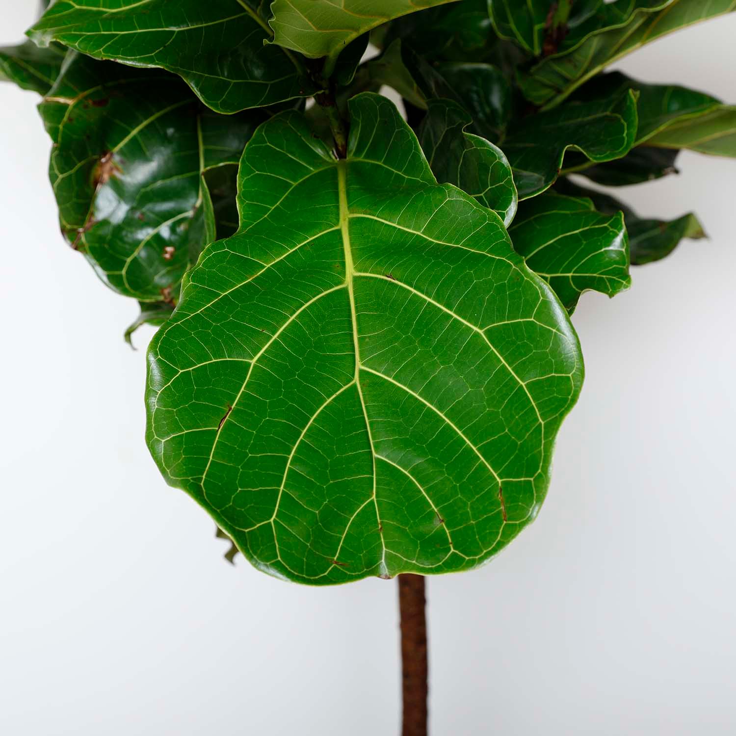 Fiddle Leaf STD - Ficus lyrata - 14" - Image 2