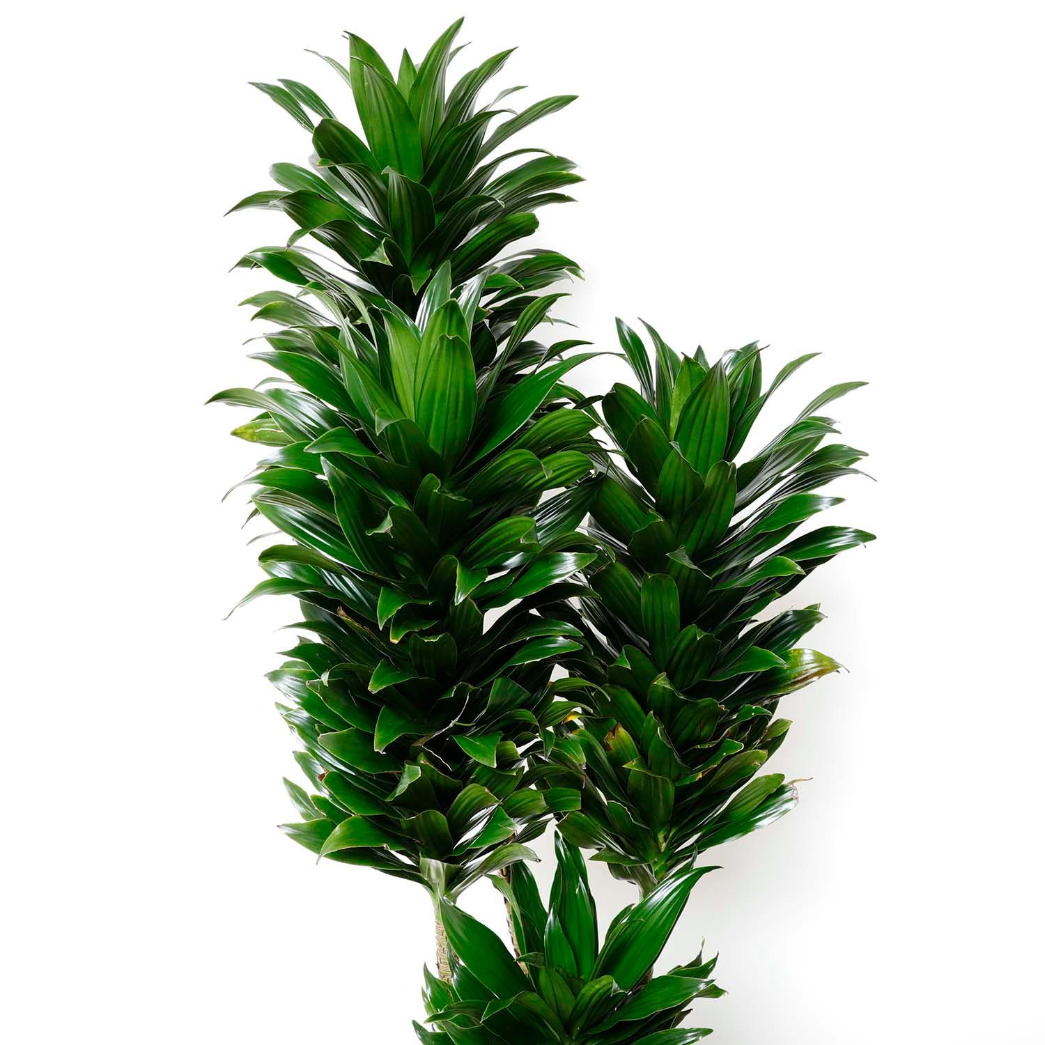 Dracaena JC COMP - 10" - Image 2