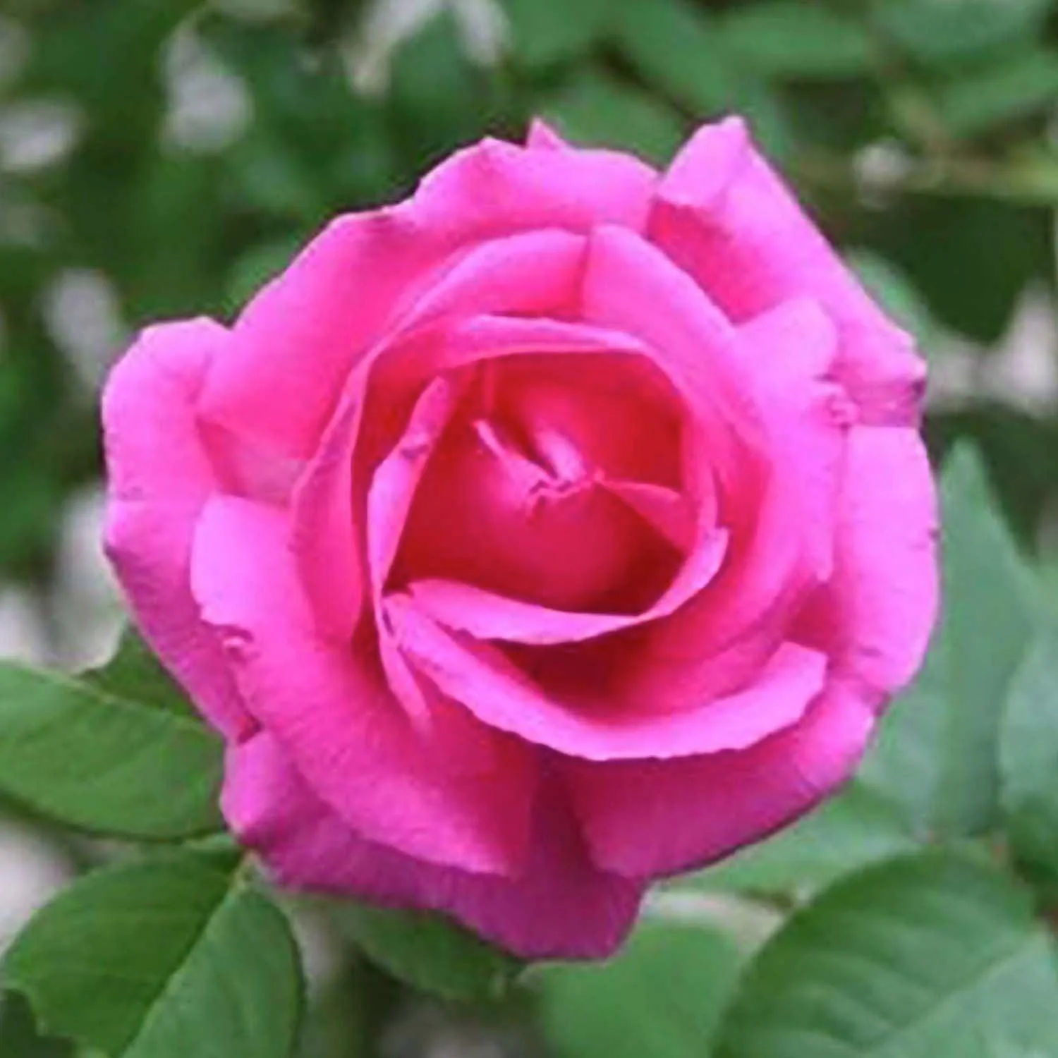 Zepherine Drouhin Tree - 15 Gallon