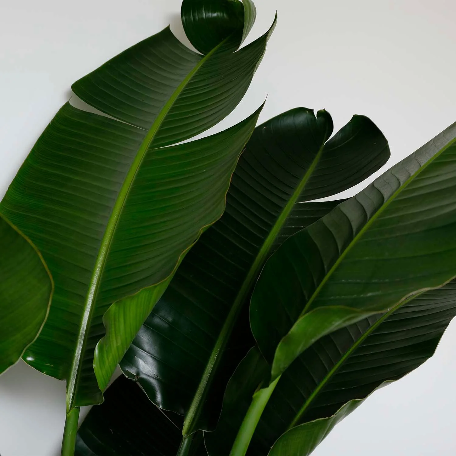 Bird of Paradise - Strelitzia nicolai - 14in - Image 2