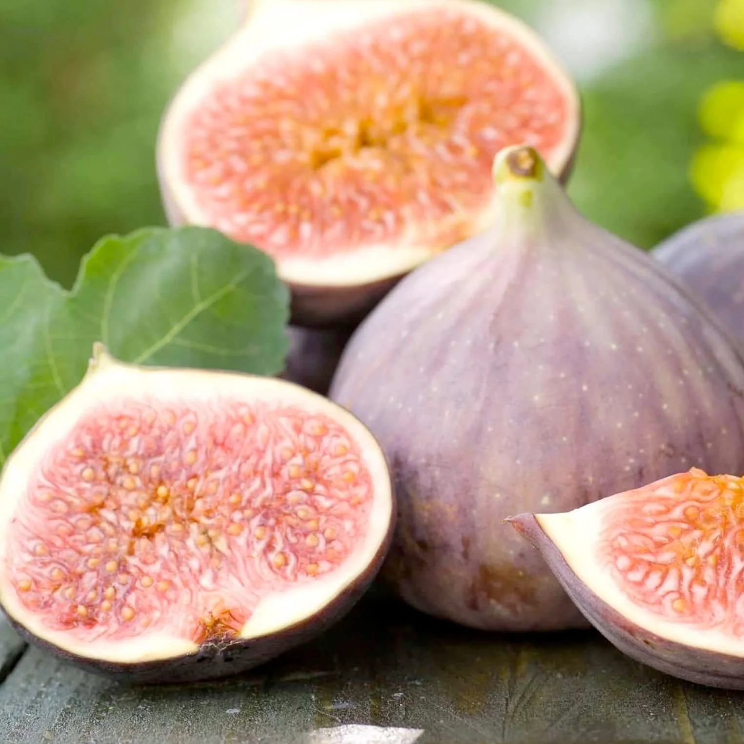 Fig 'Violette De Bordeaux' - 5 Gallon - Image 2