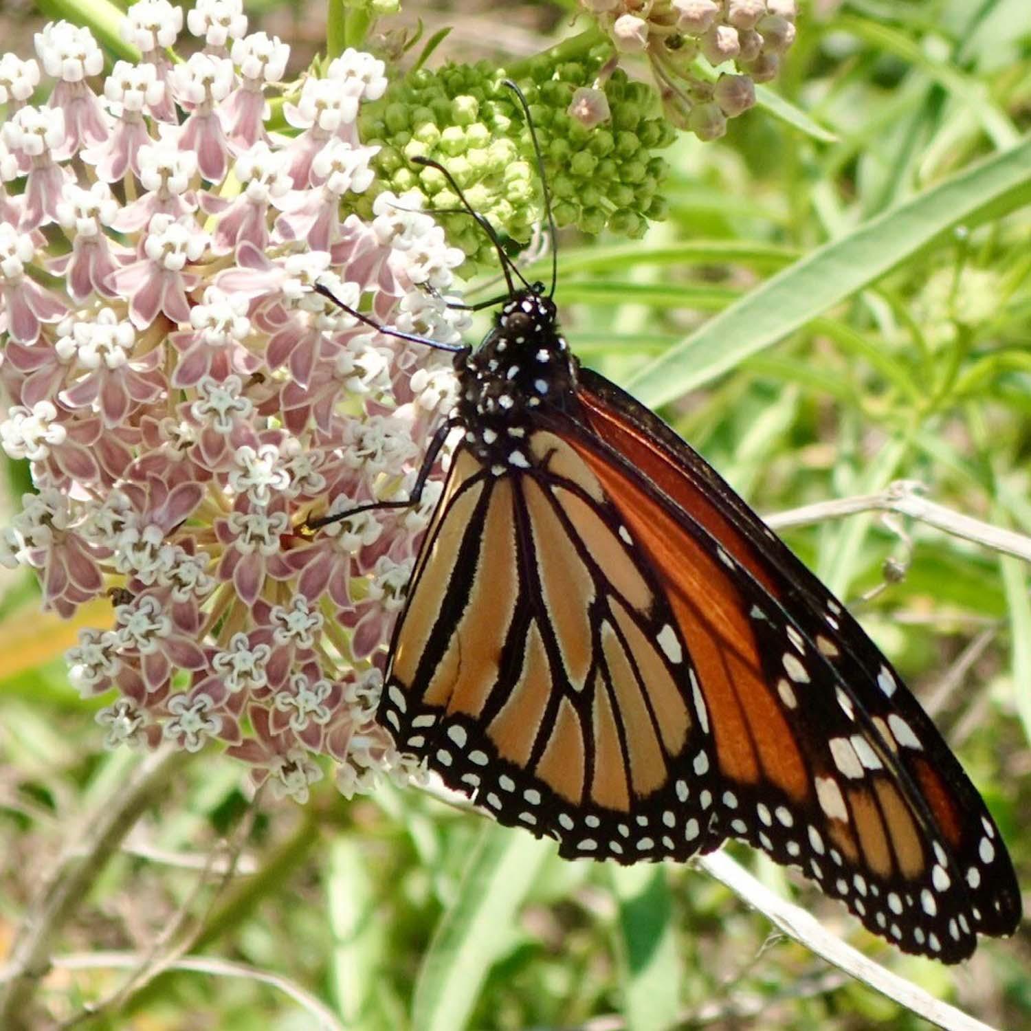 Asclepias fascicularis - Native Narrowleaf Milkweed - 1 Gallon - Image 2