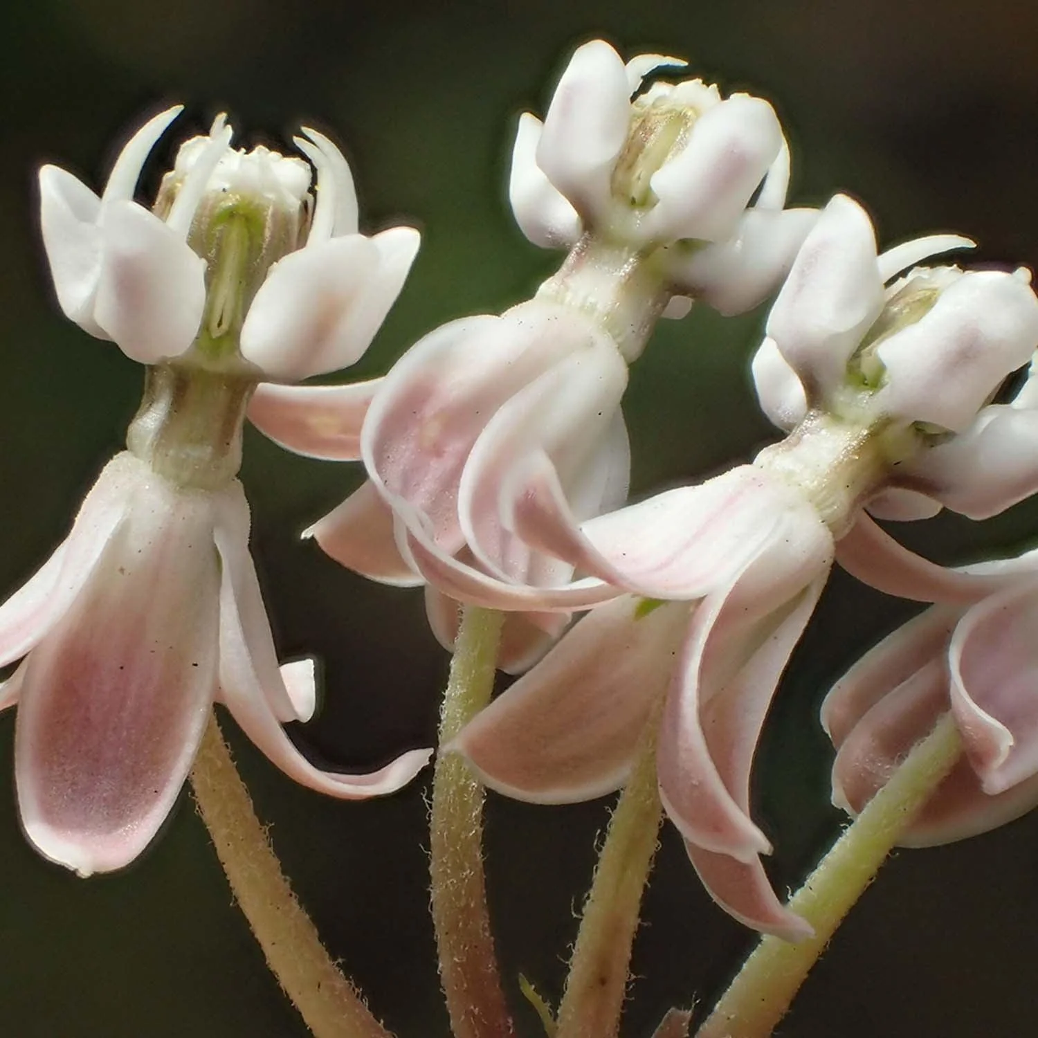 Asclepias fascicularis - Native Narrowleaf Milkweed - 1 Gallon - Image 3