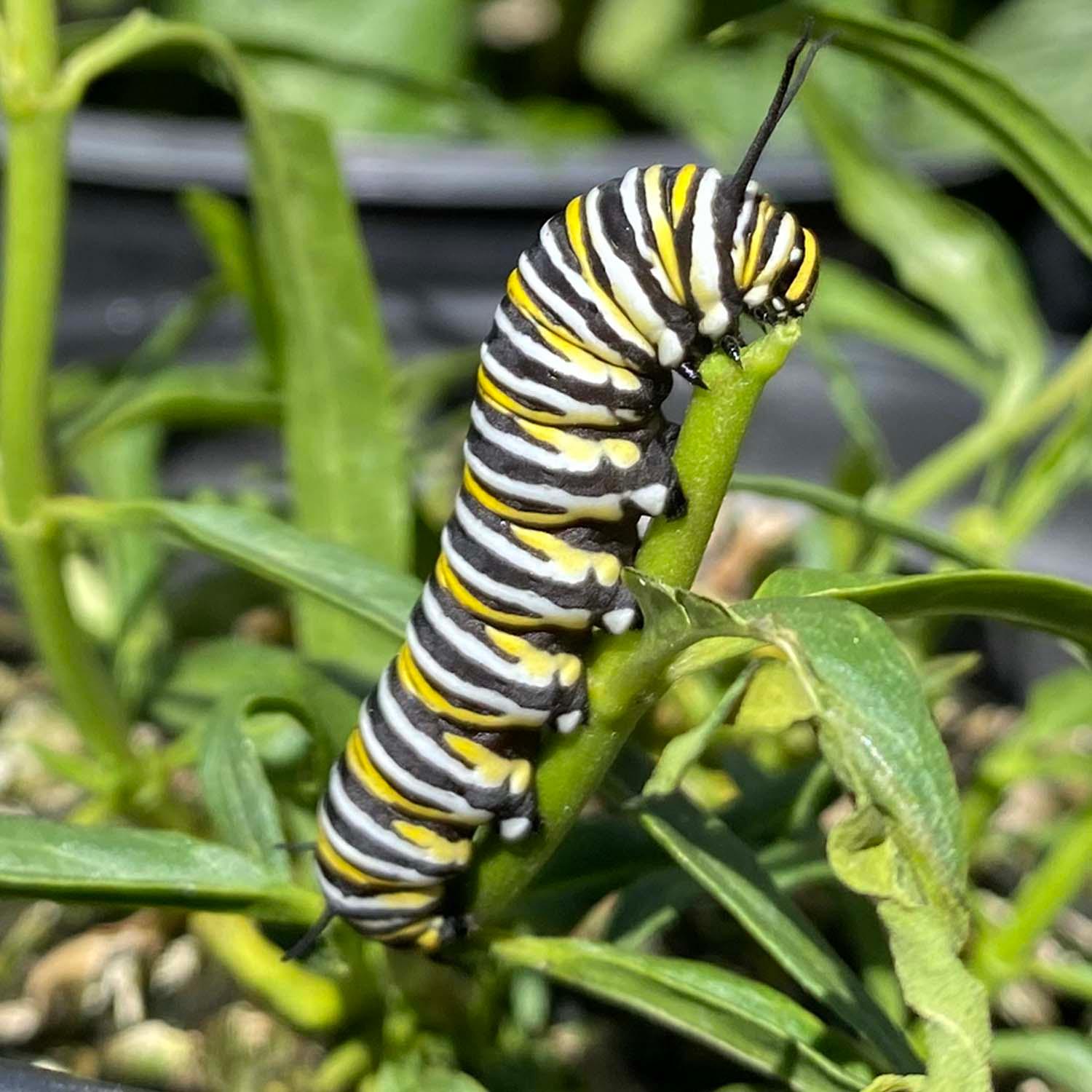 Asclepias fascicularis - Native Narrowleaf Milkweed - 1 Gallon - Image 4
