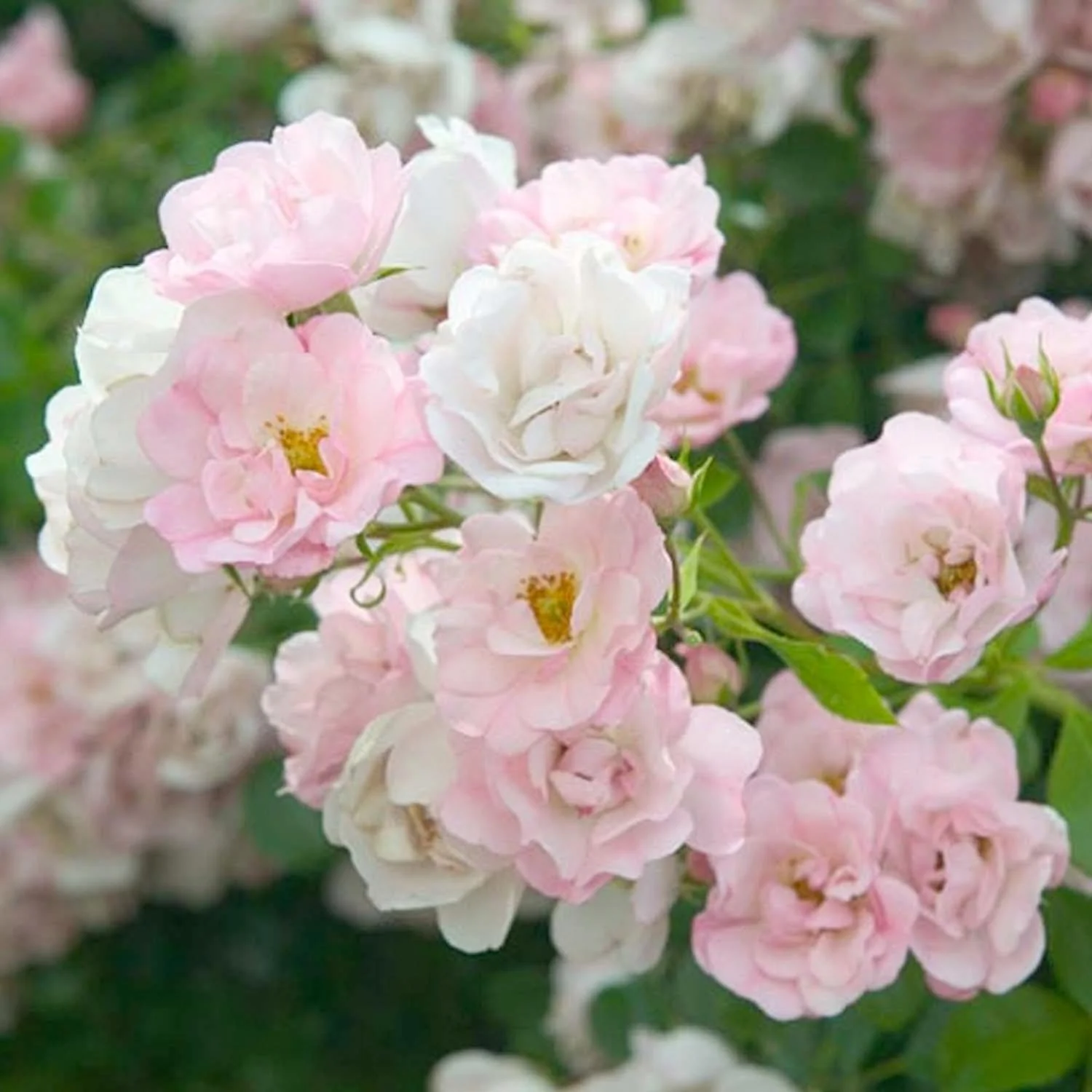 Flower Carpet Apple Blossom - 5 Gallon
