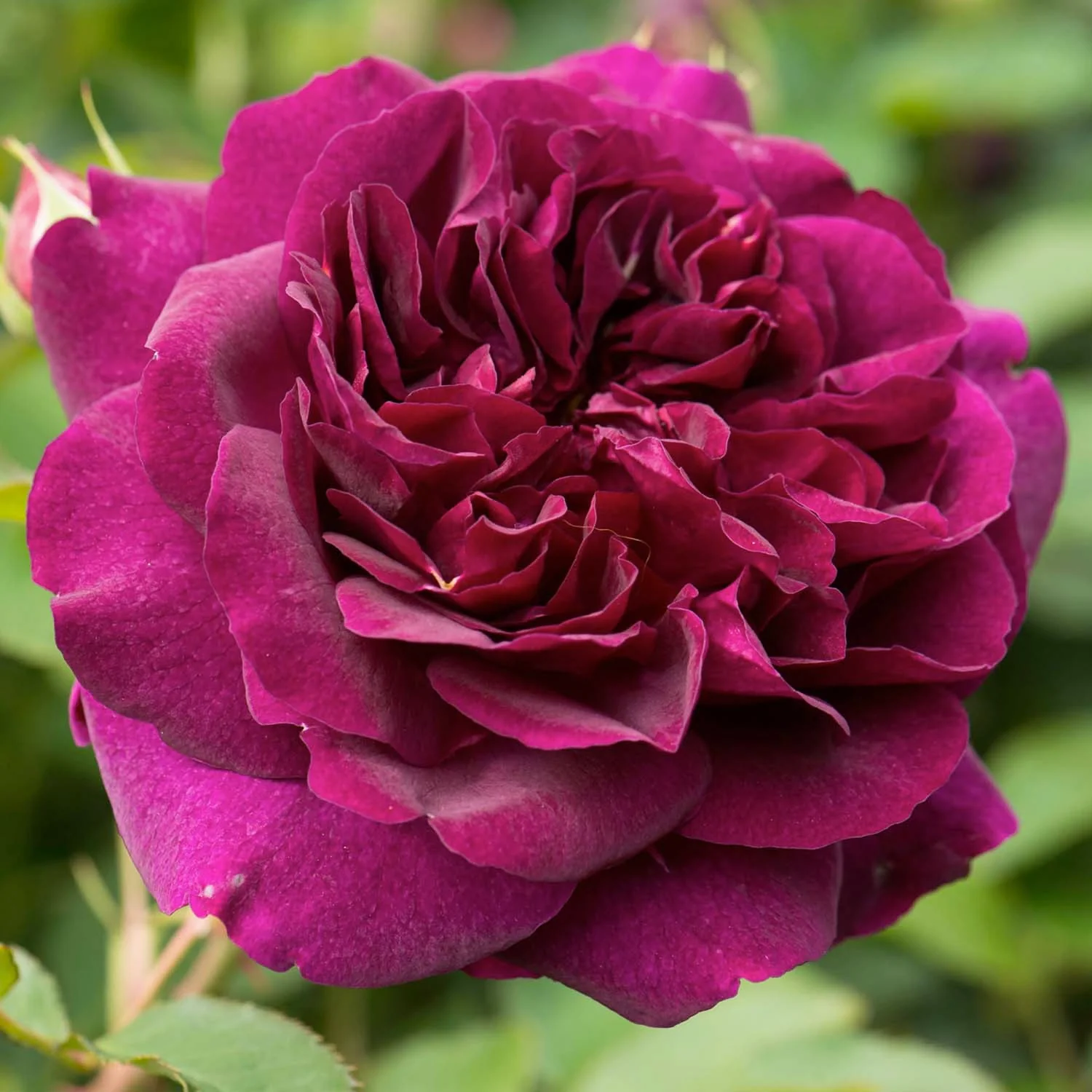 Darcey Bussell - 15 Gallon