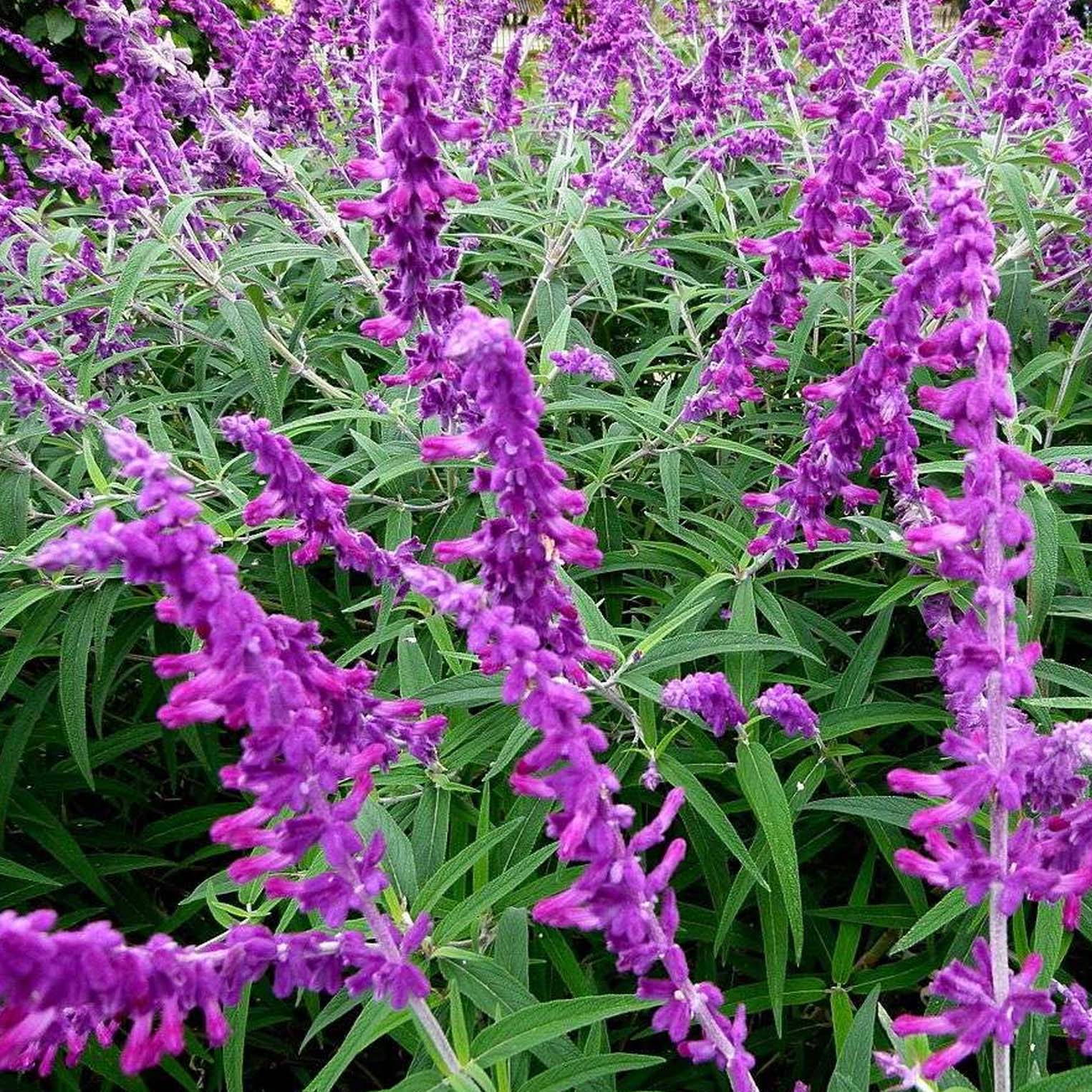 Santa Barbara Salvia- 5 Gallon