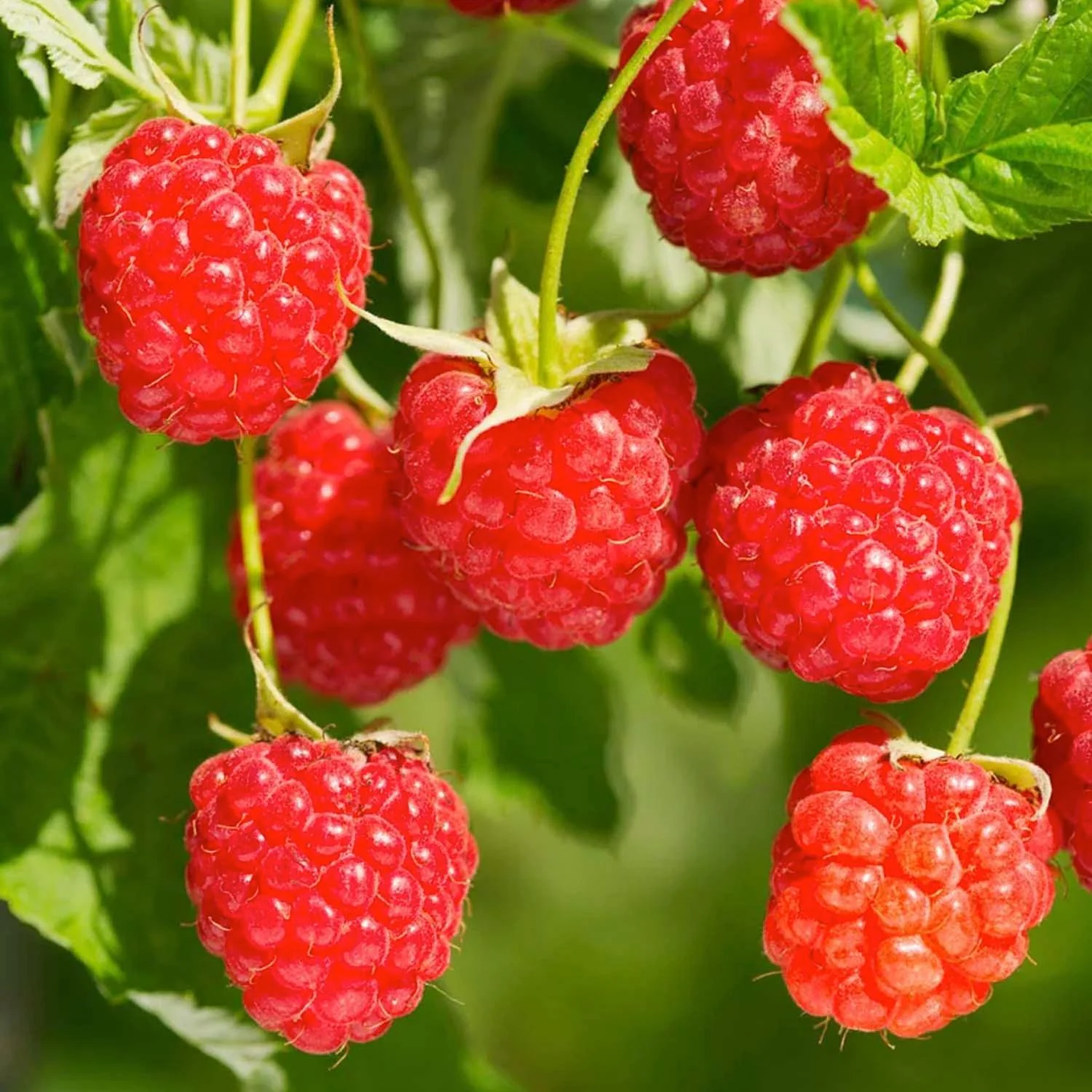 Berry Raspberry Red 'Red Heritage' - #2 Gallon
