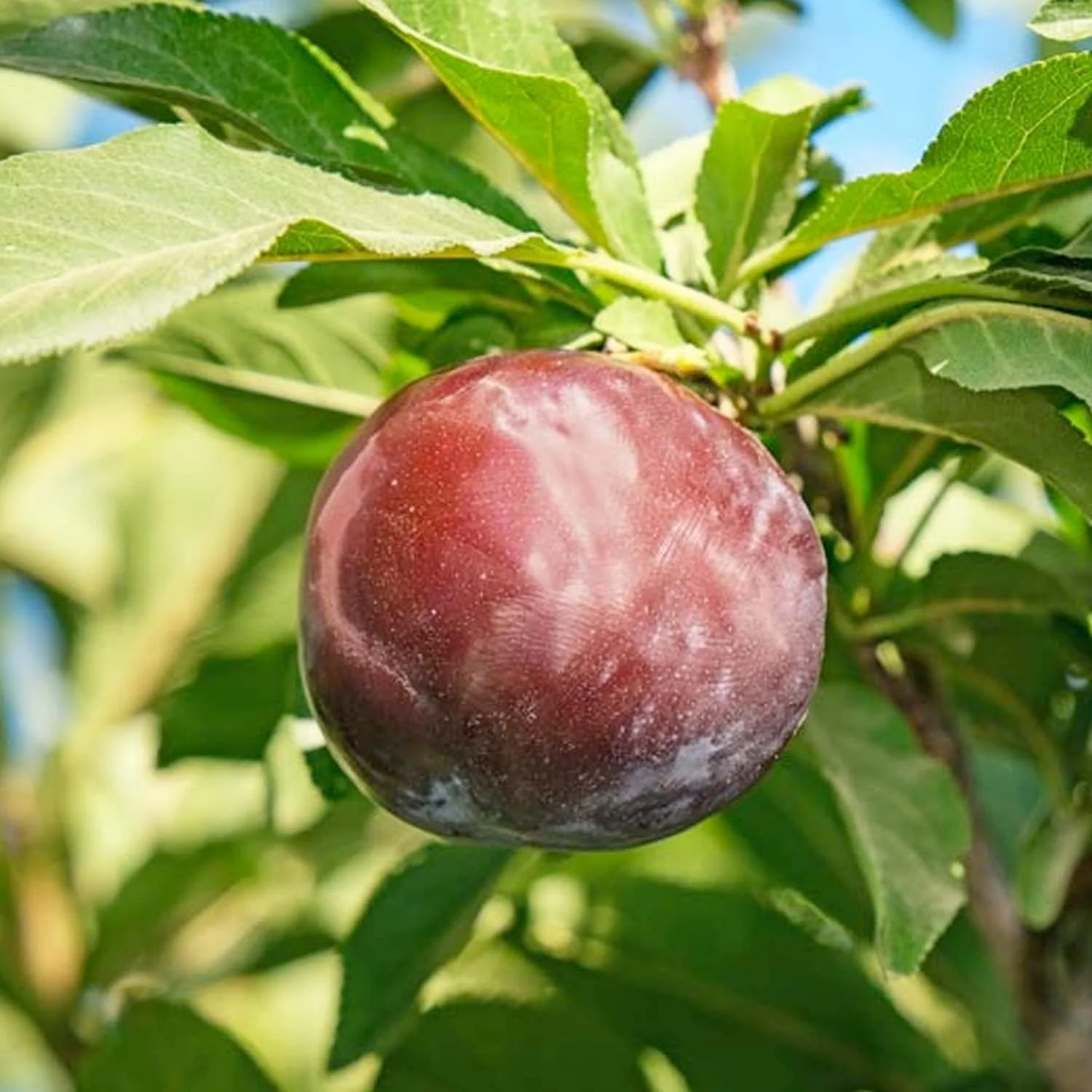 Plum 'Weeping Santa Rosa Plum' - #15 Gallon