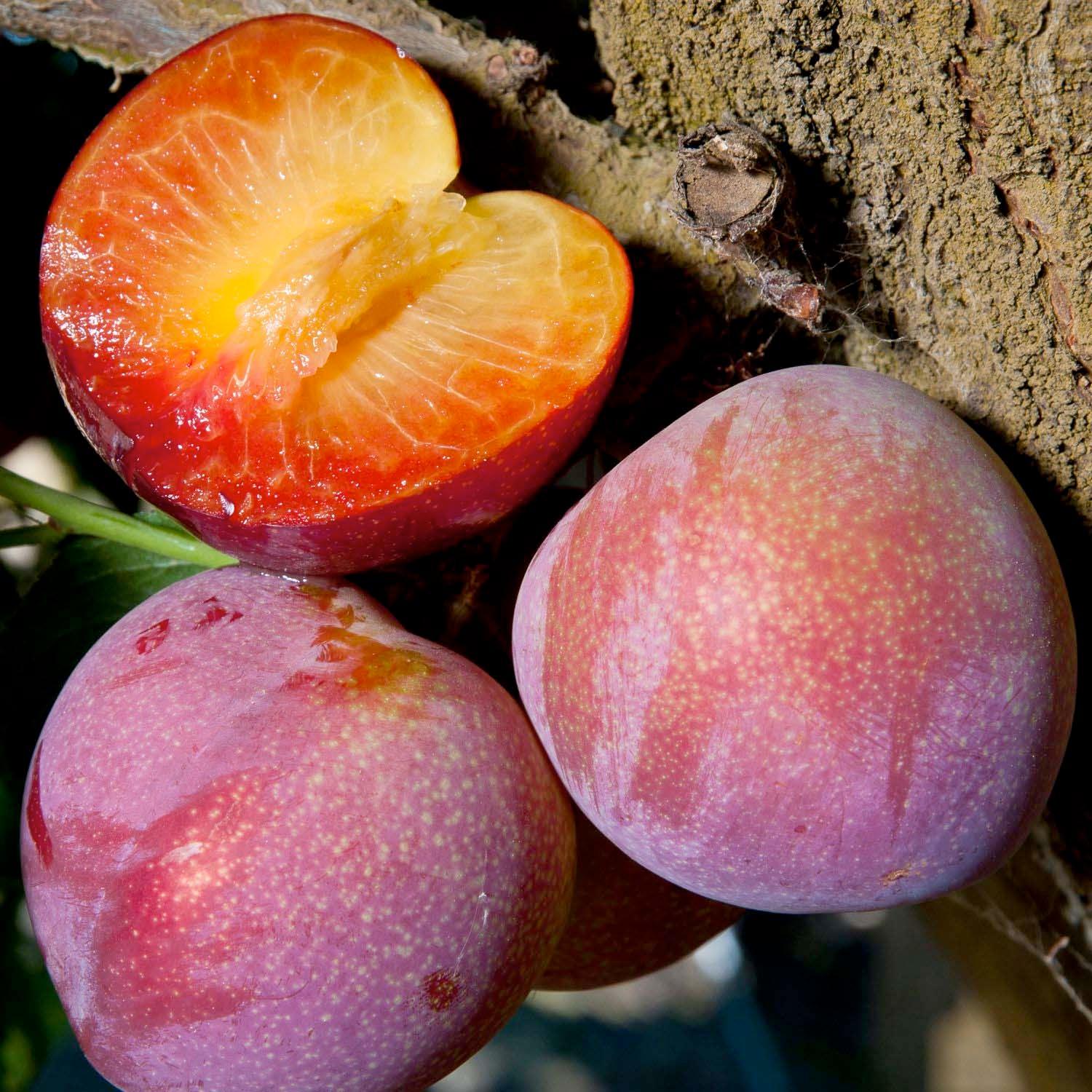 Plum 'Beauty' - Std.Root - #15 Gallon