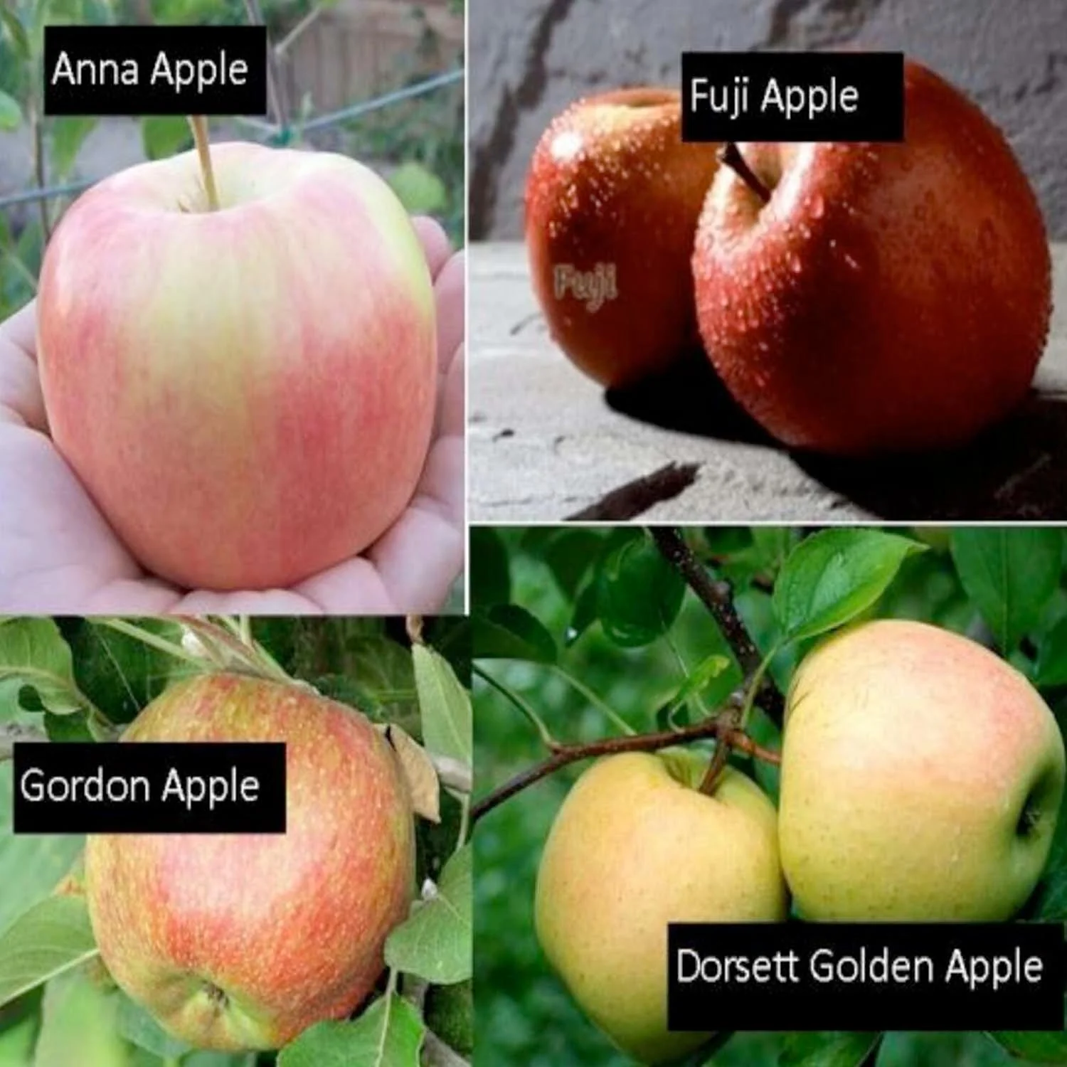 Fruit Salad - Apple Semi-Dwarf- 4 On 1 - #15 Gallon