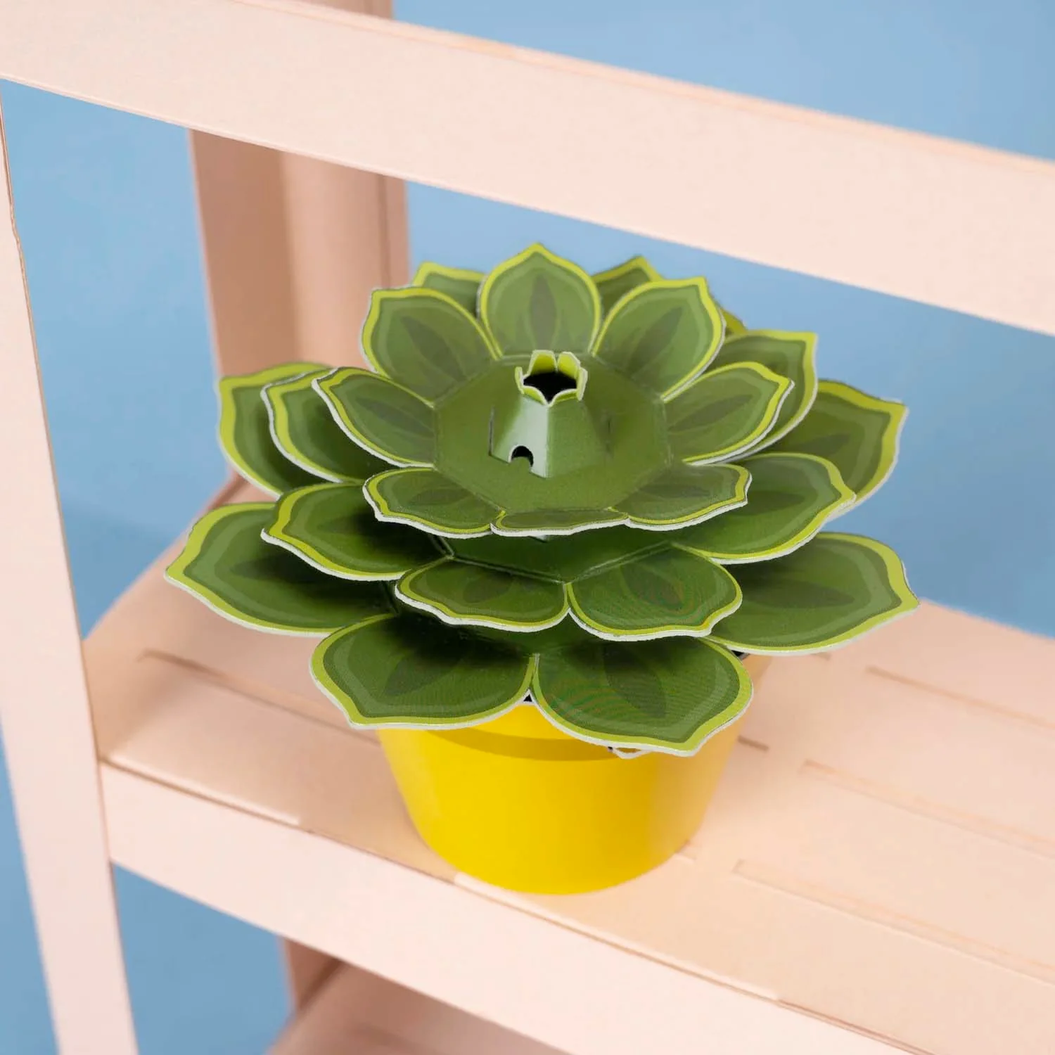 Make Your Own Succulent - Image 2