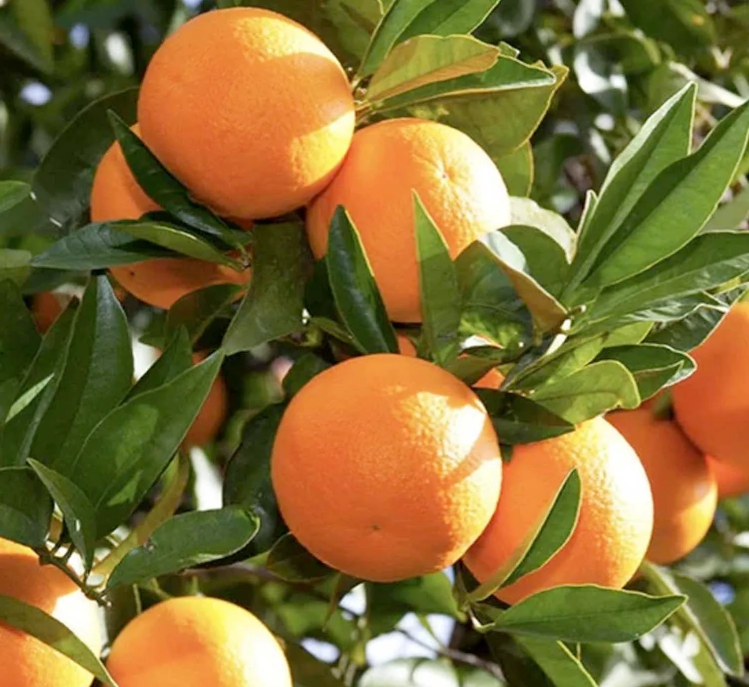 Orange 'Washington Navel' Standard - 5 Gallon