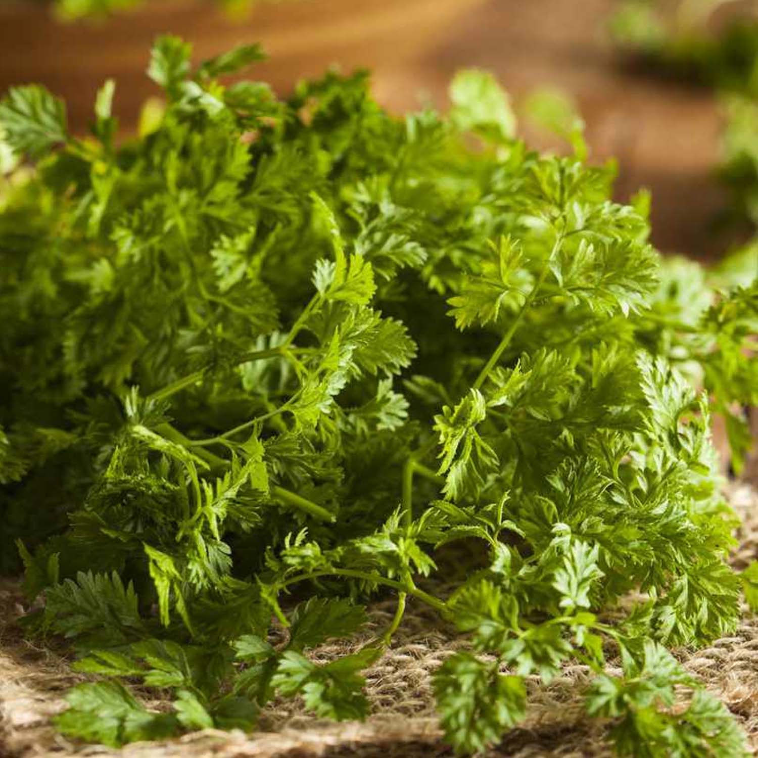 Chervil - 4" Pot