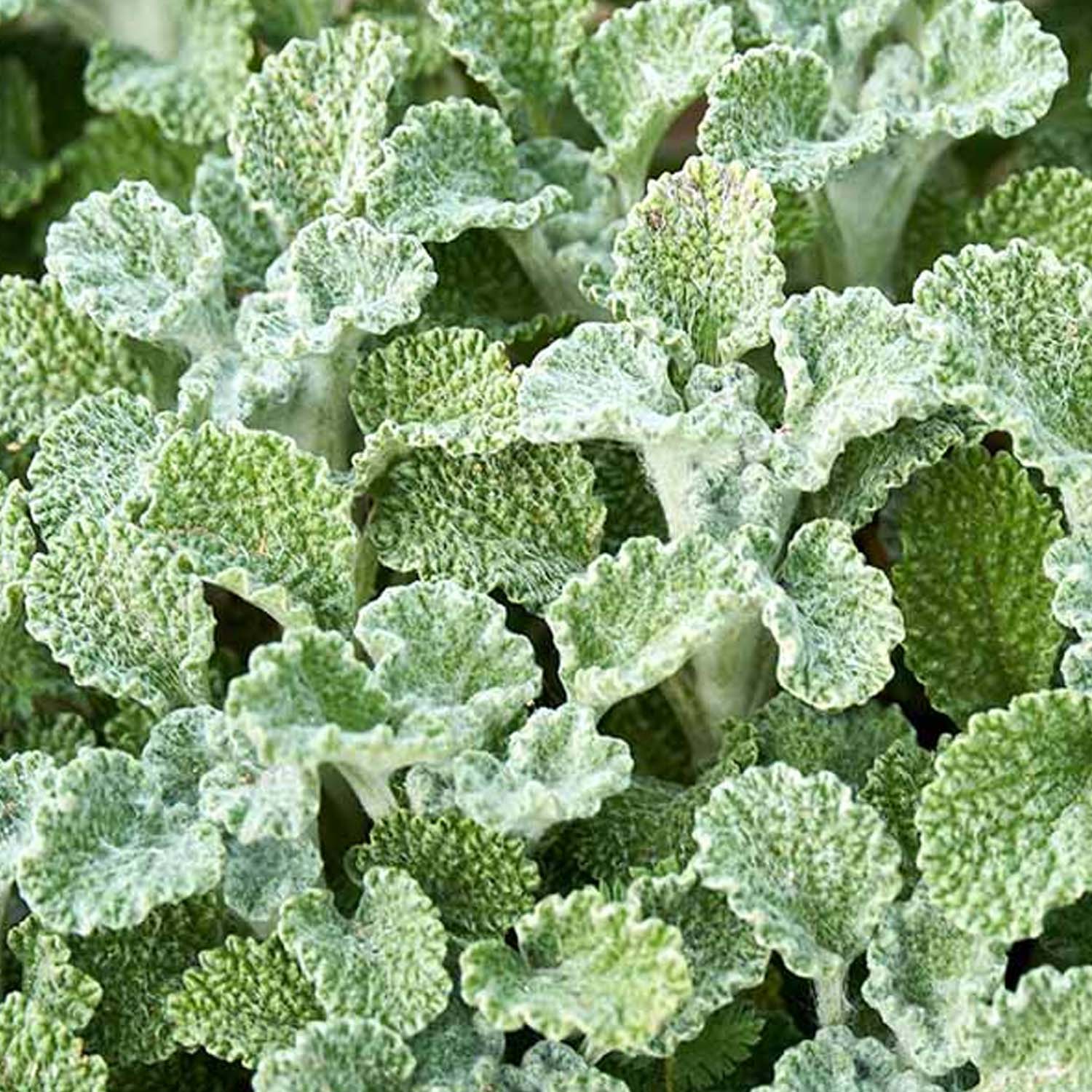 Horehound - 4" Pot