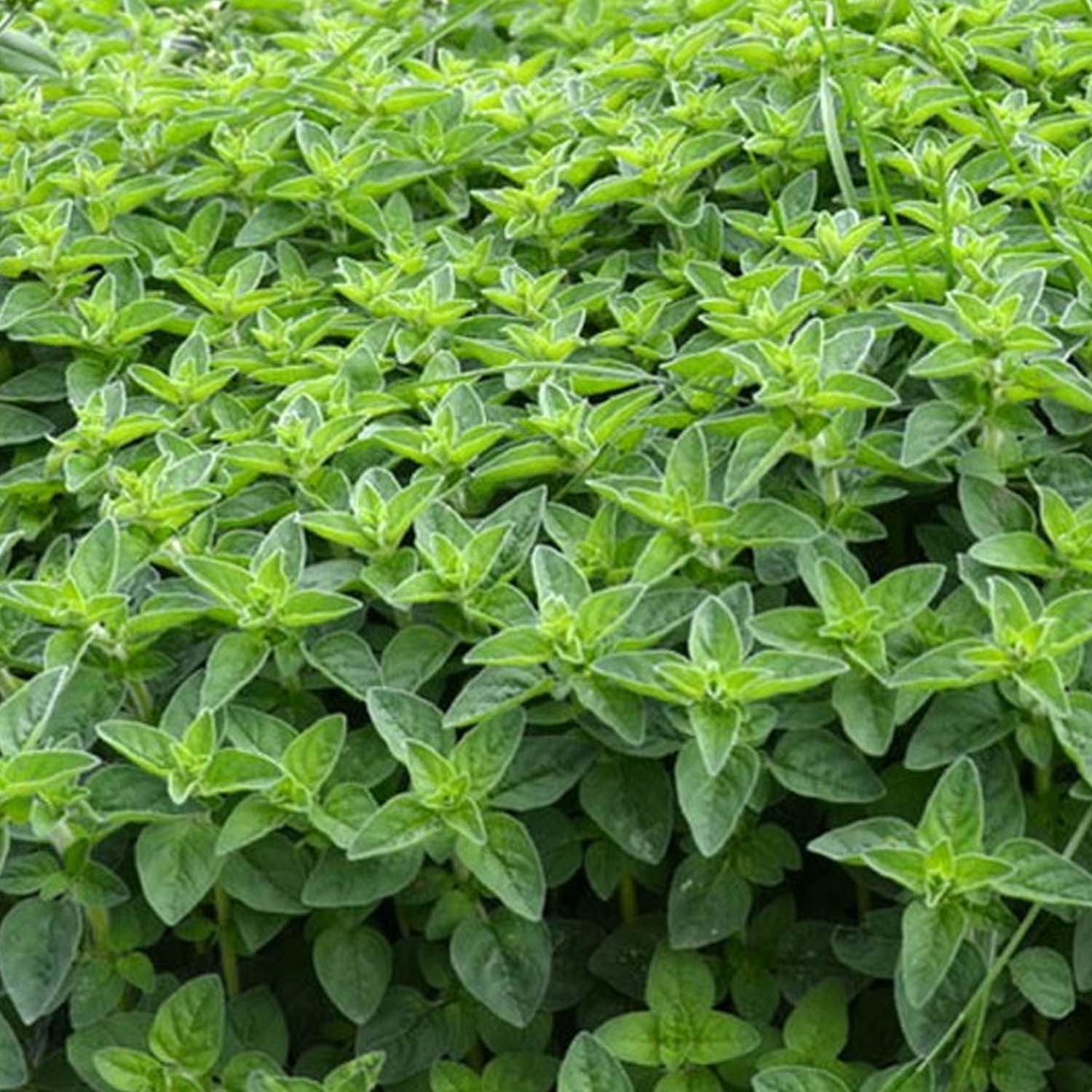 Pennyroyal - 4" Pot