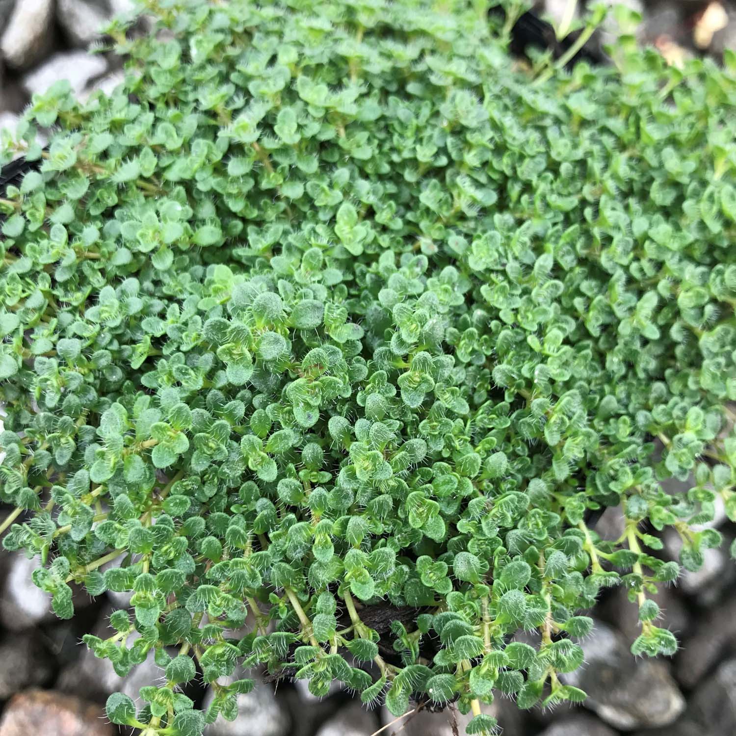 Thyme 'Elfin' - 4" Pot