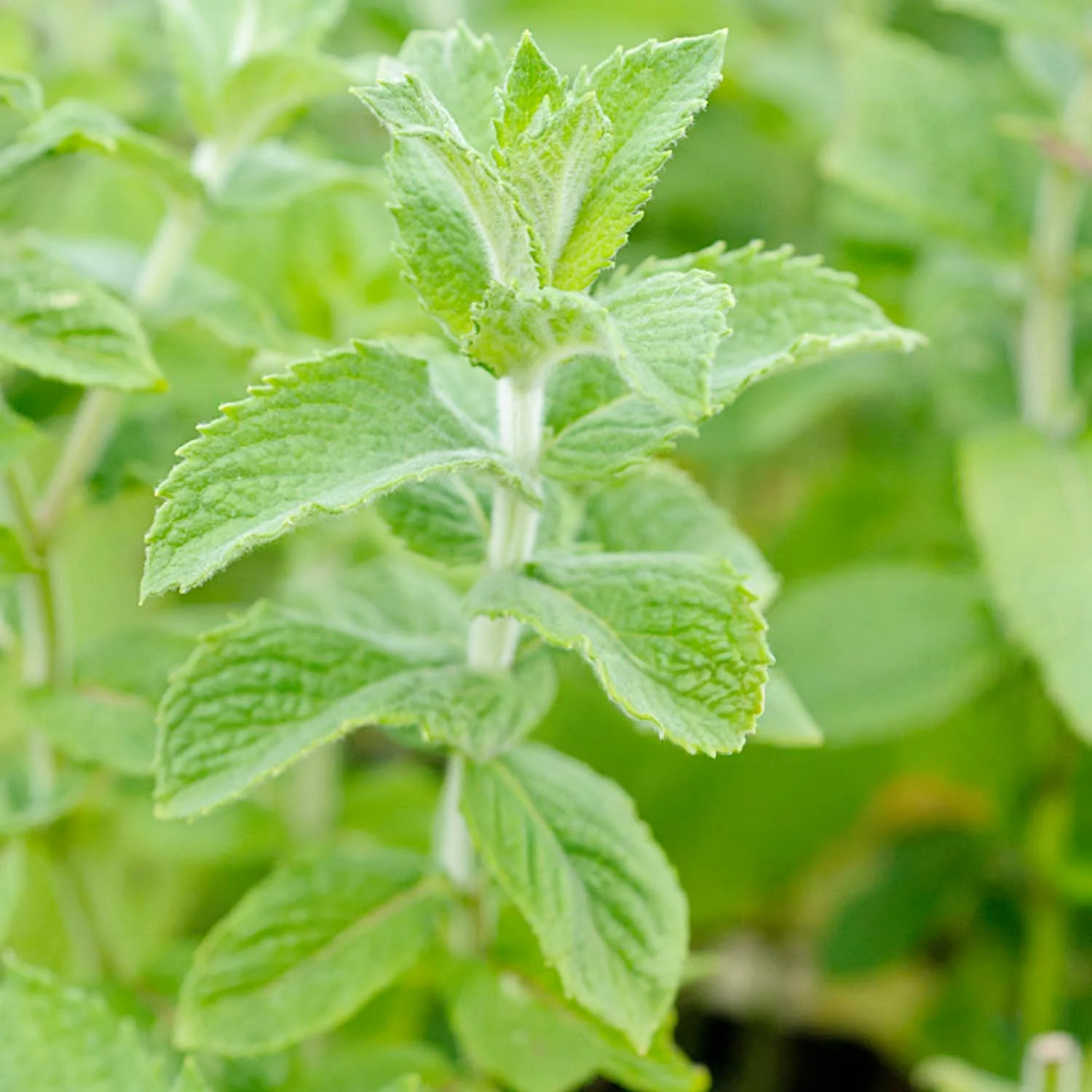 Mint 'Sweet Lemon' - 4" Pot