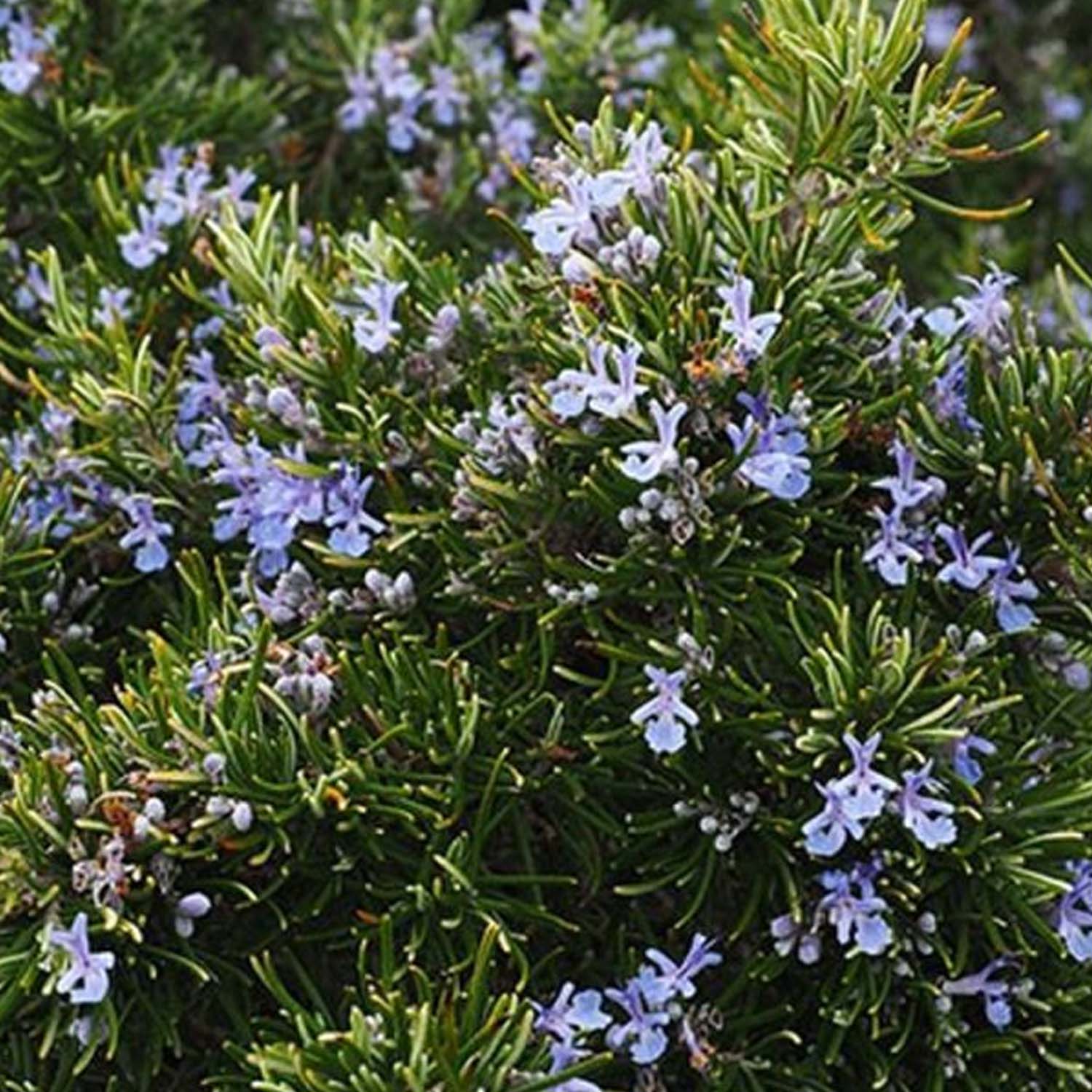 Rosemary 'Romero' - 4" Pot