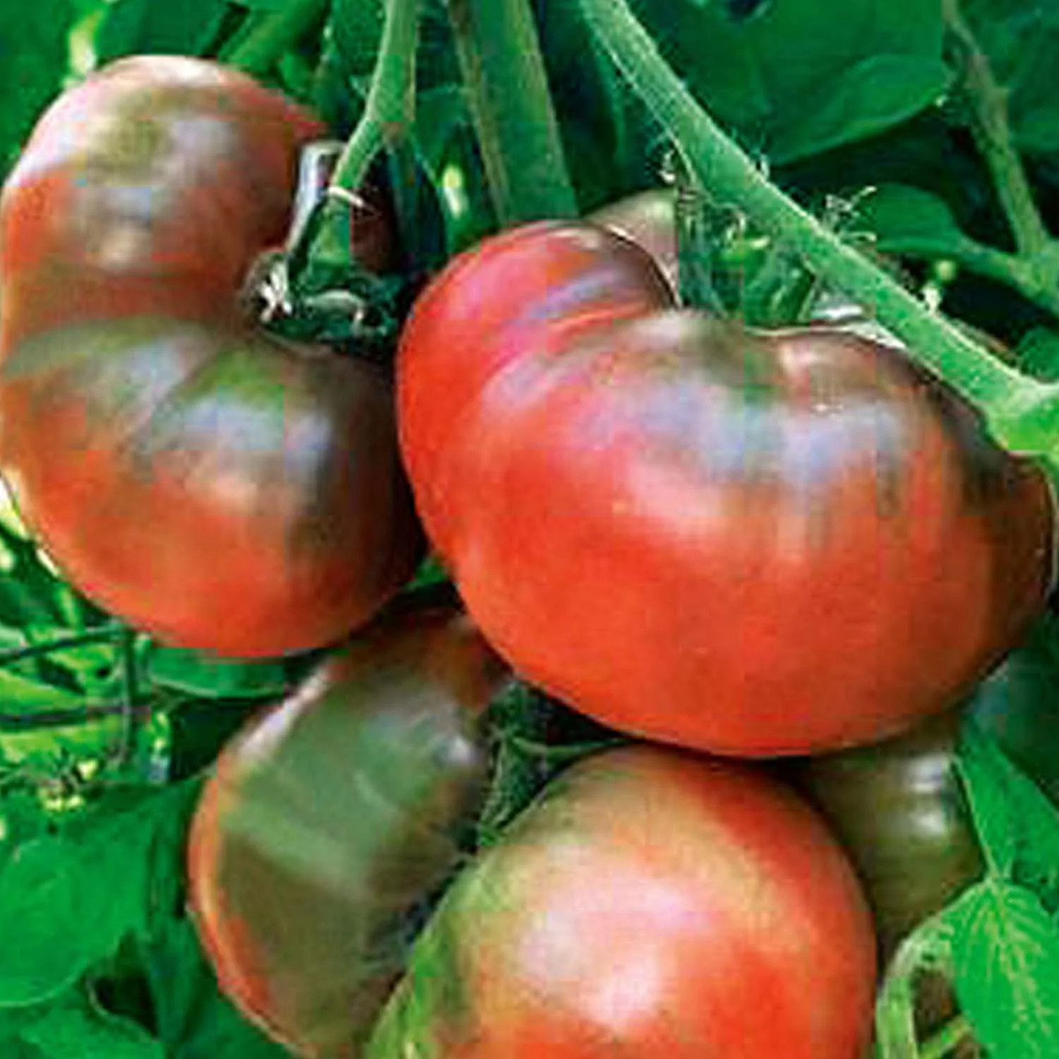 Black Krim - 4" Pot