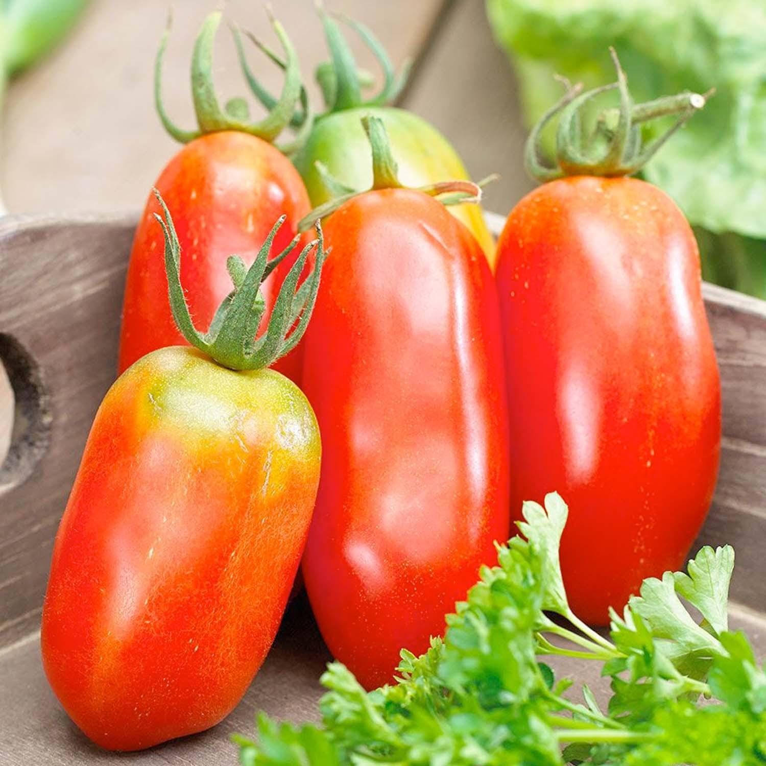 San Marzano - 4" Pot